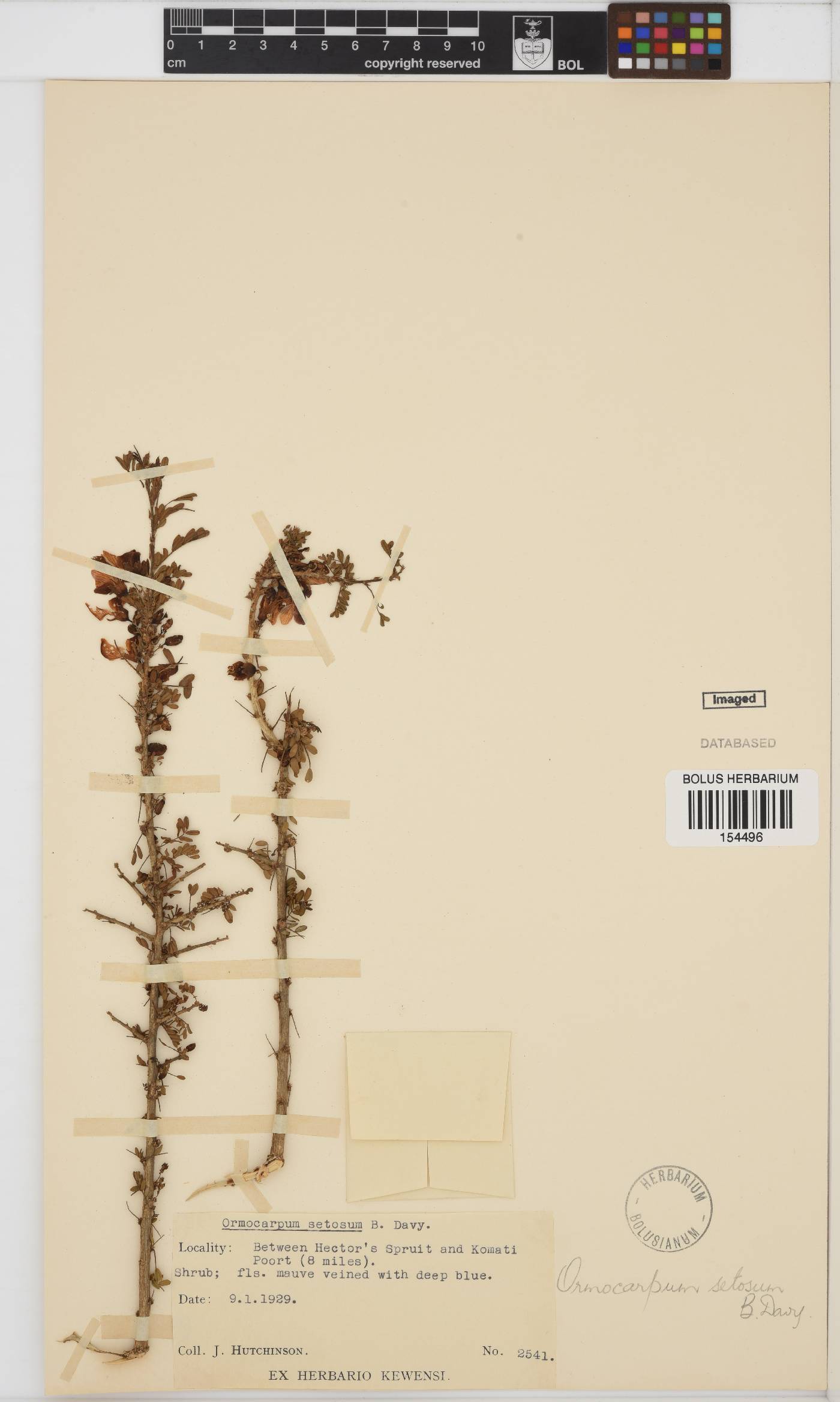 Ormocarpum trichocarpum image