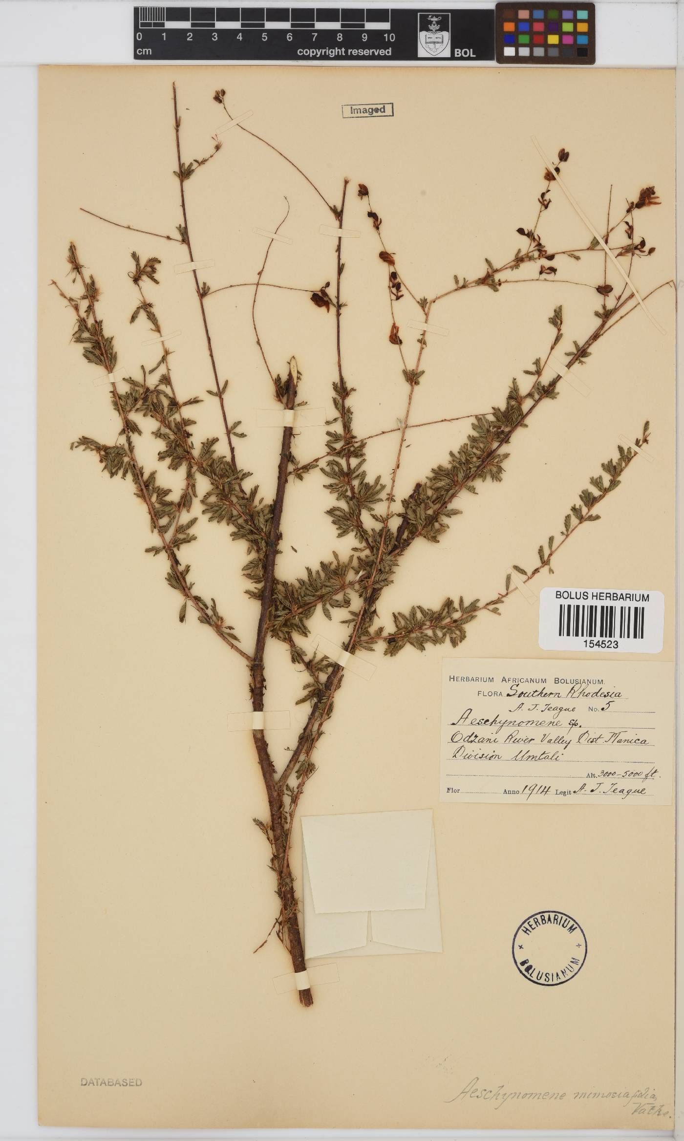Aeschynomene mimosifolia image