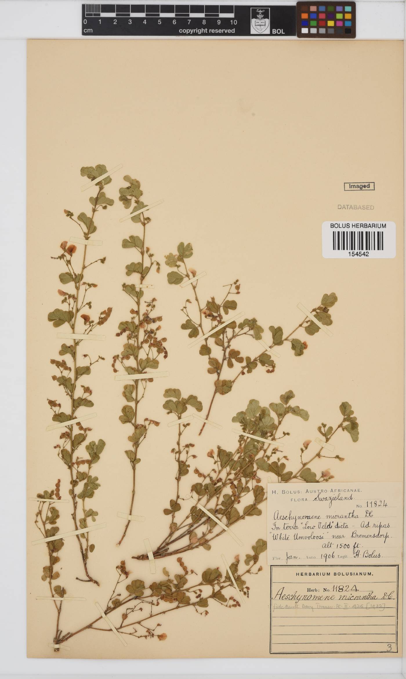 Aeschynomene micrantha image