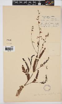 Aeschynomene siifolia image