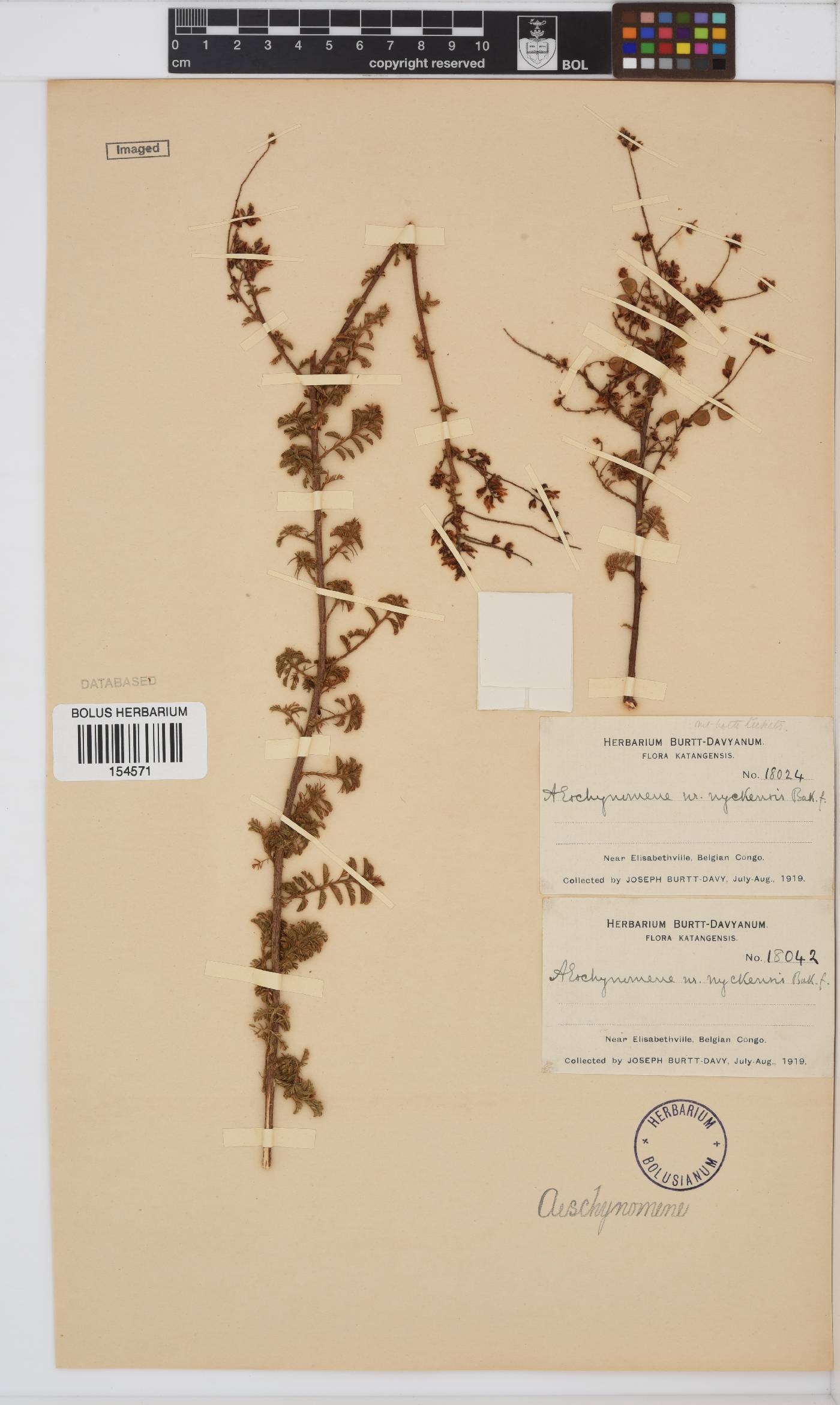 Aeschynomene image