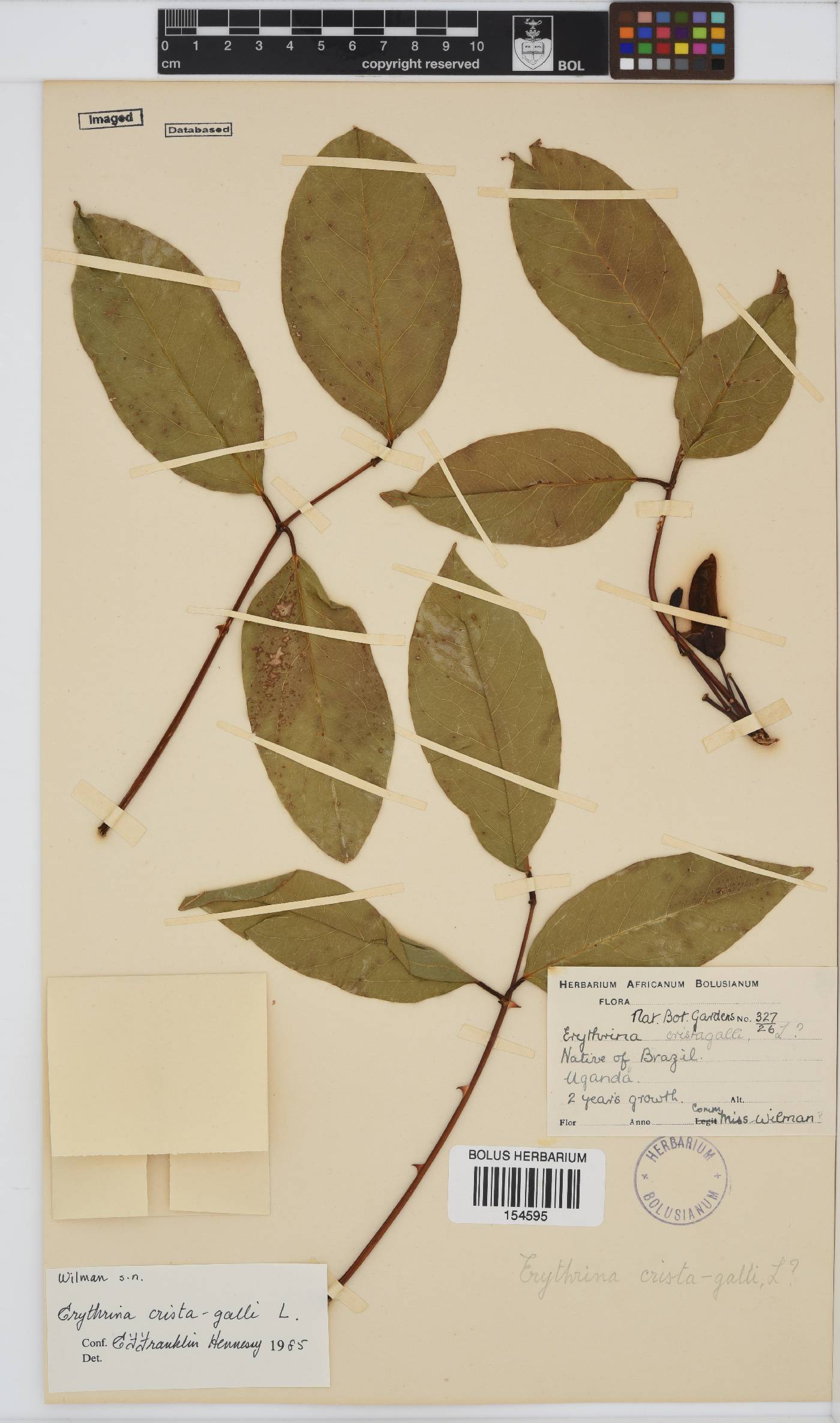 Erythrina crista-galli image