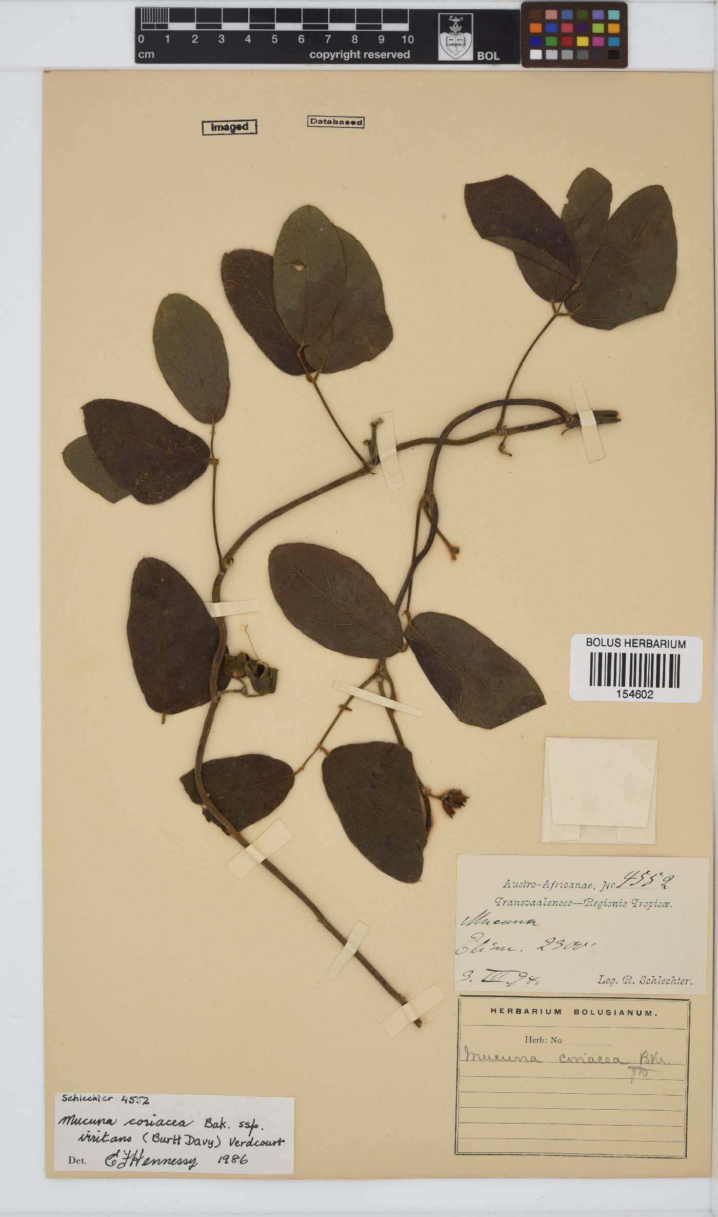 Mucuna coriacea subsp. irritans image