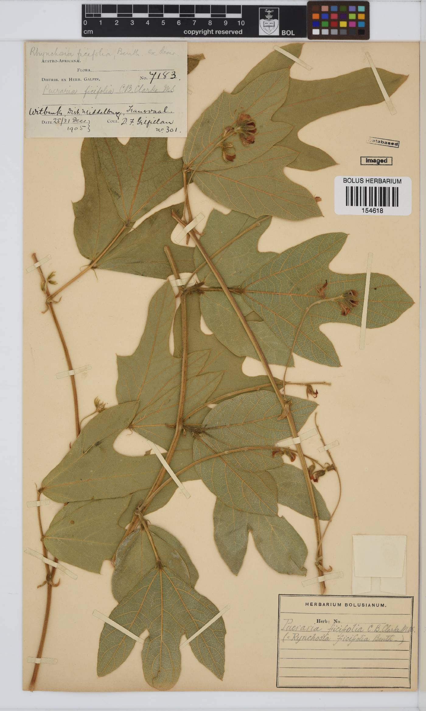 Neorautanenia ficifolia image