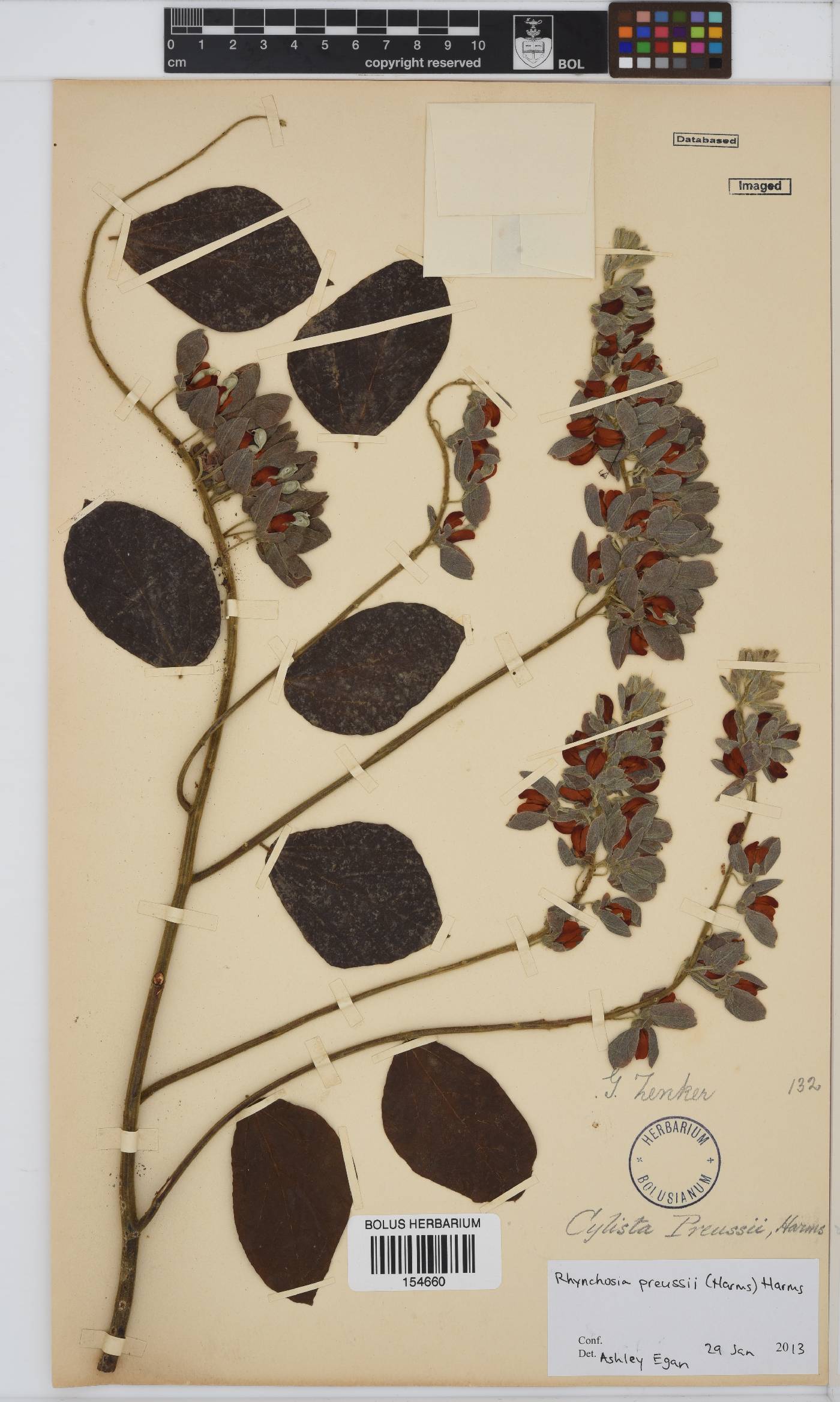 Rhynchosia preussii image