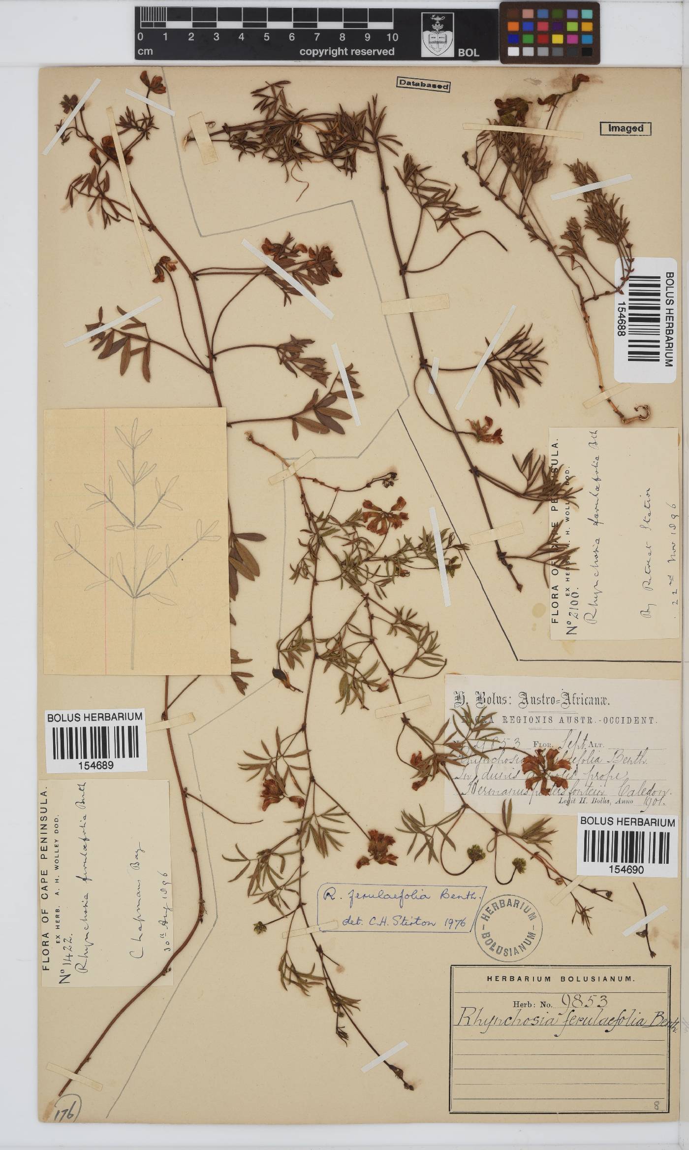 Rhynchosia ferulifolia image