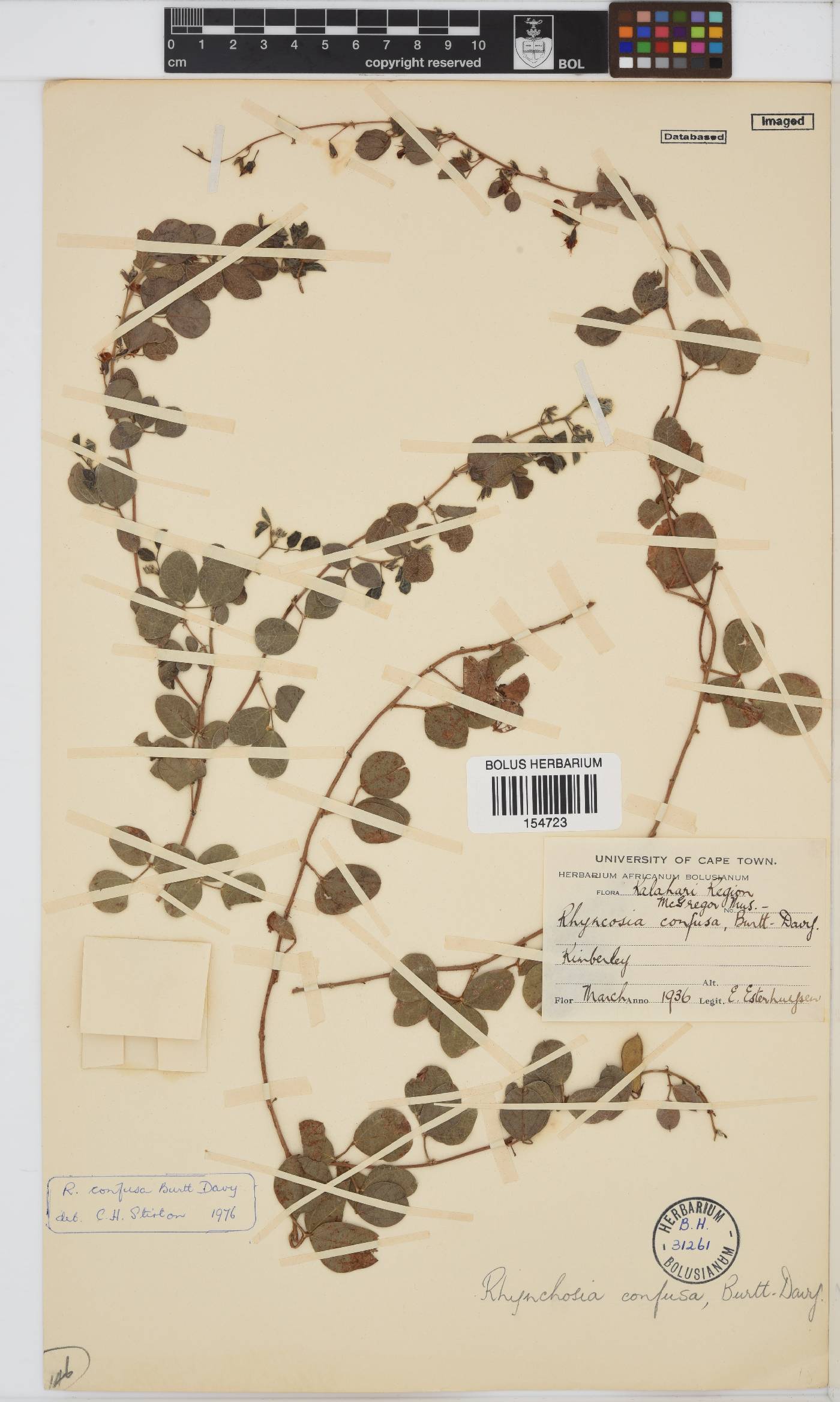 Rhynchosia confusa image