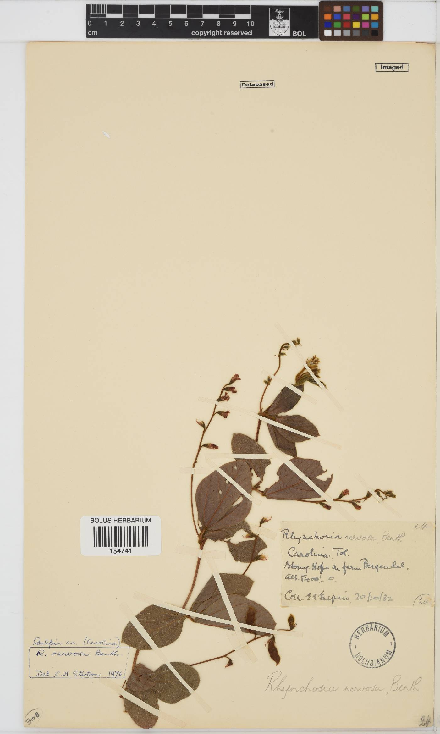 Rhynchosia nervosa image