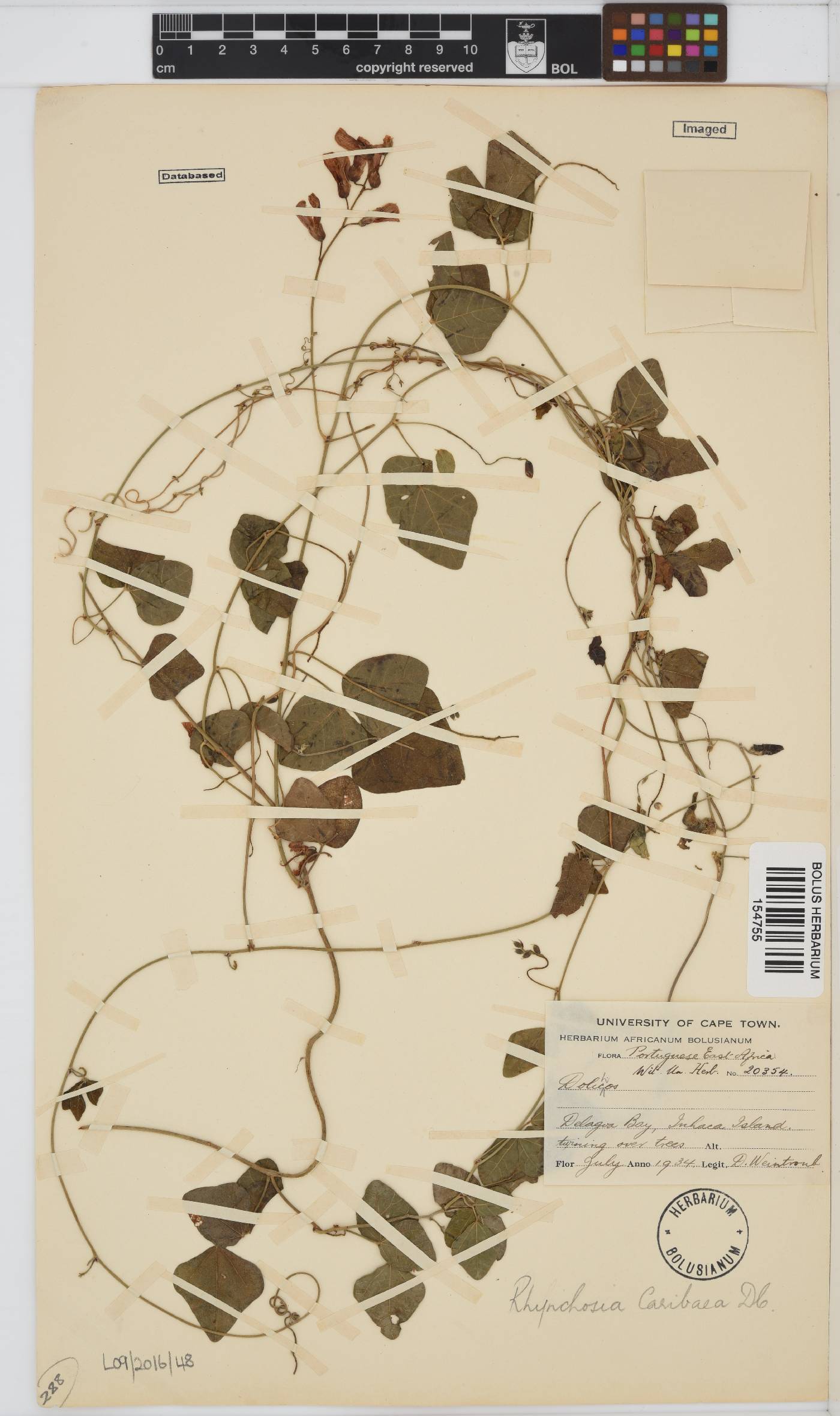 Rhynchosia caribaea image