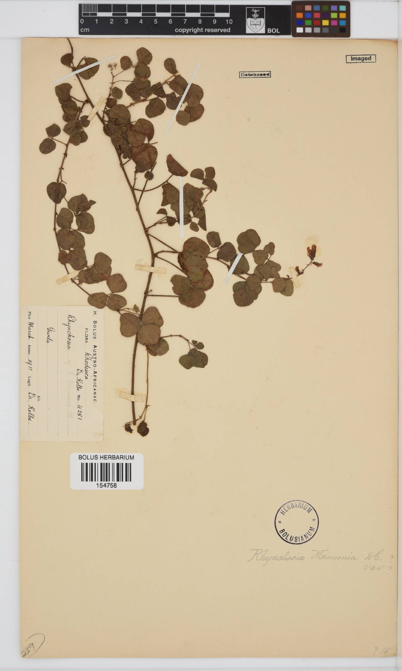 Rhynchosia caribaea image