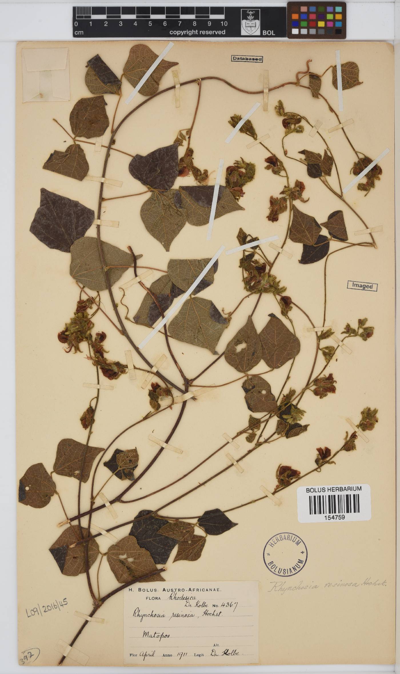 Rhynchosia caribaea image