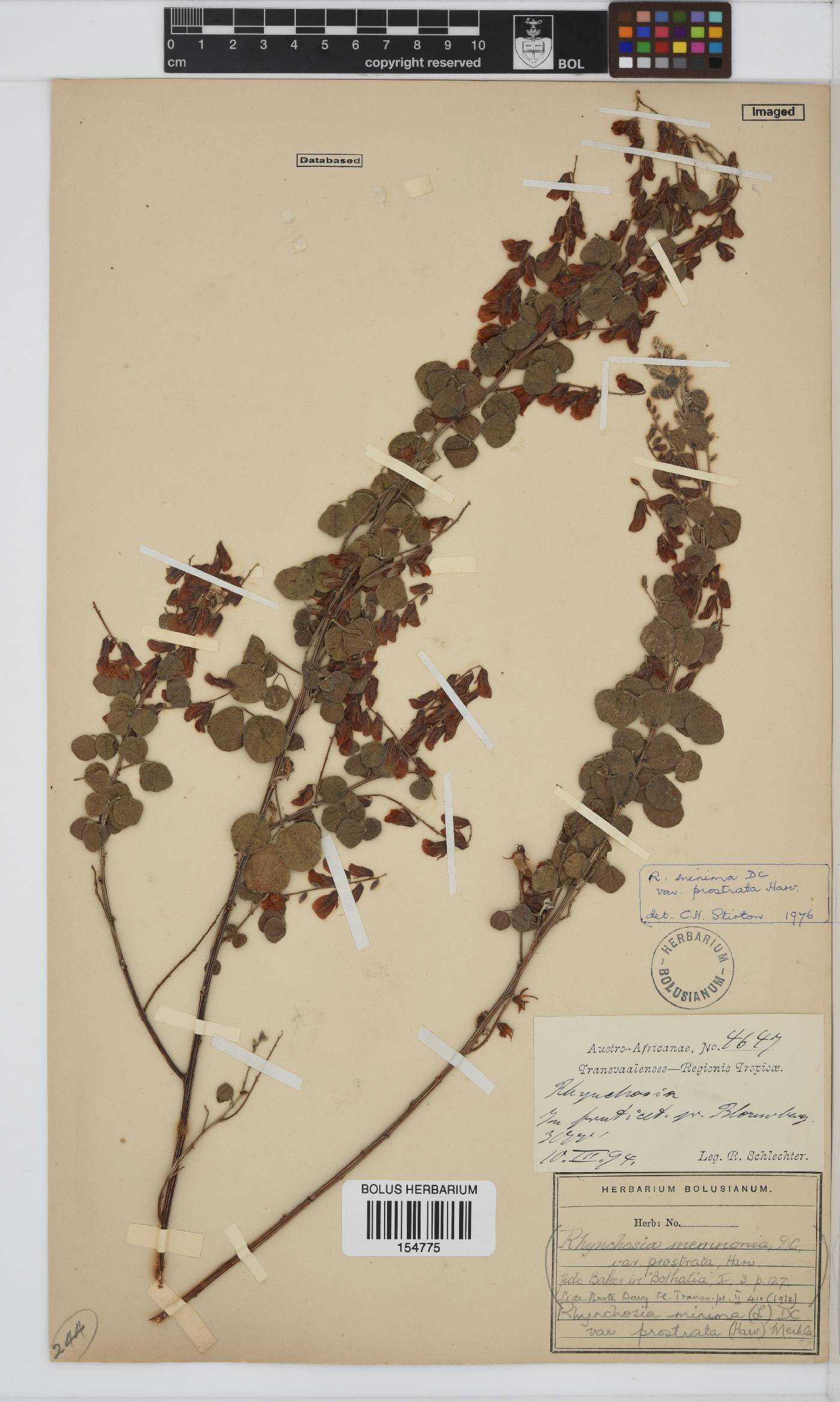 Rhynchosia minima var. prostrata image
