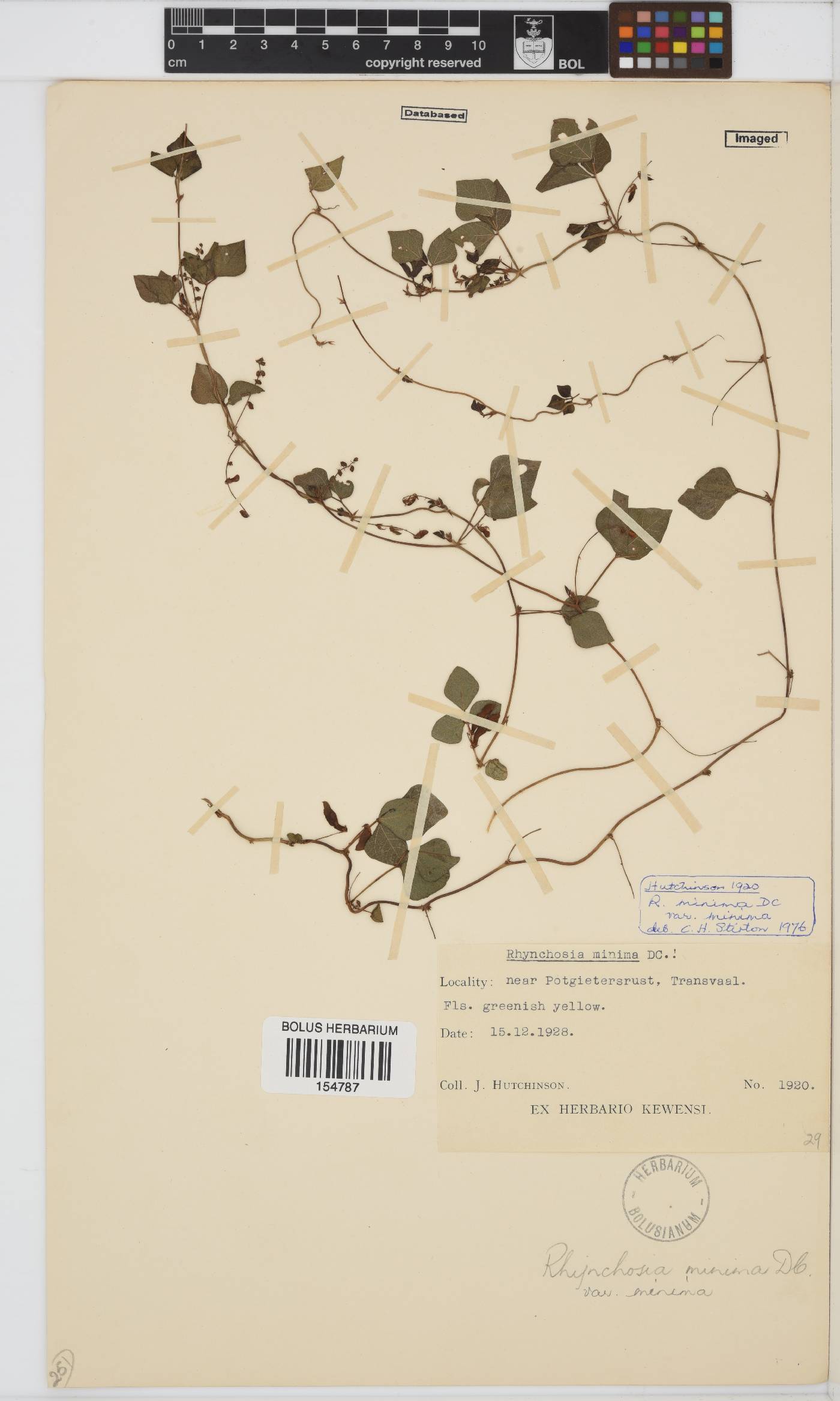 Rhynchosia minima var. minima image