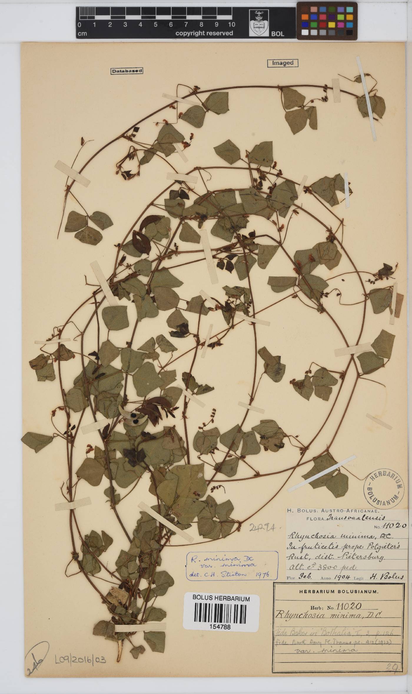 Rhynchosia minima var. minima image