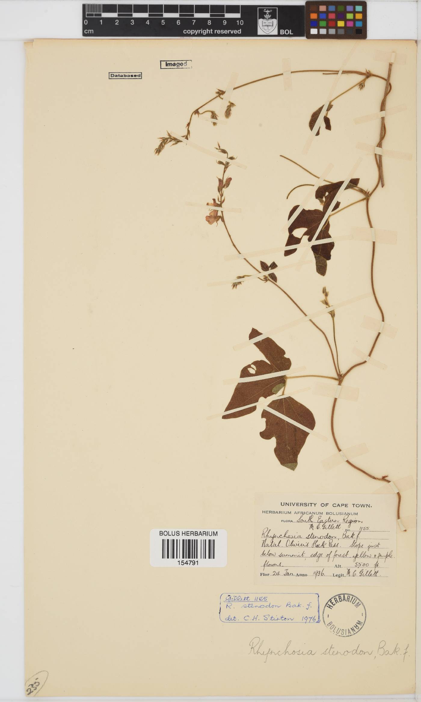 Rhynchosia stenodon image