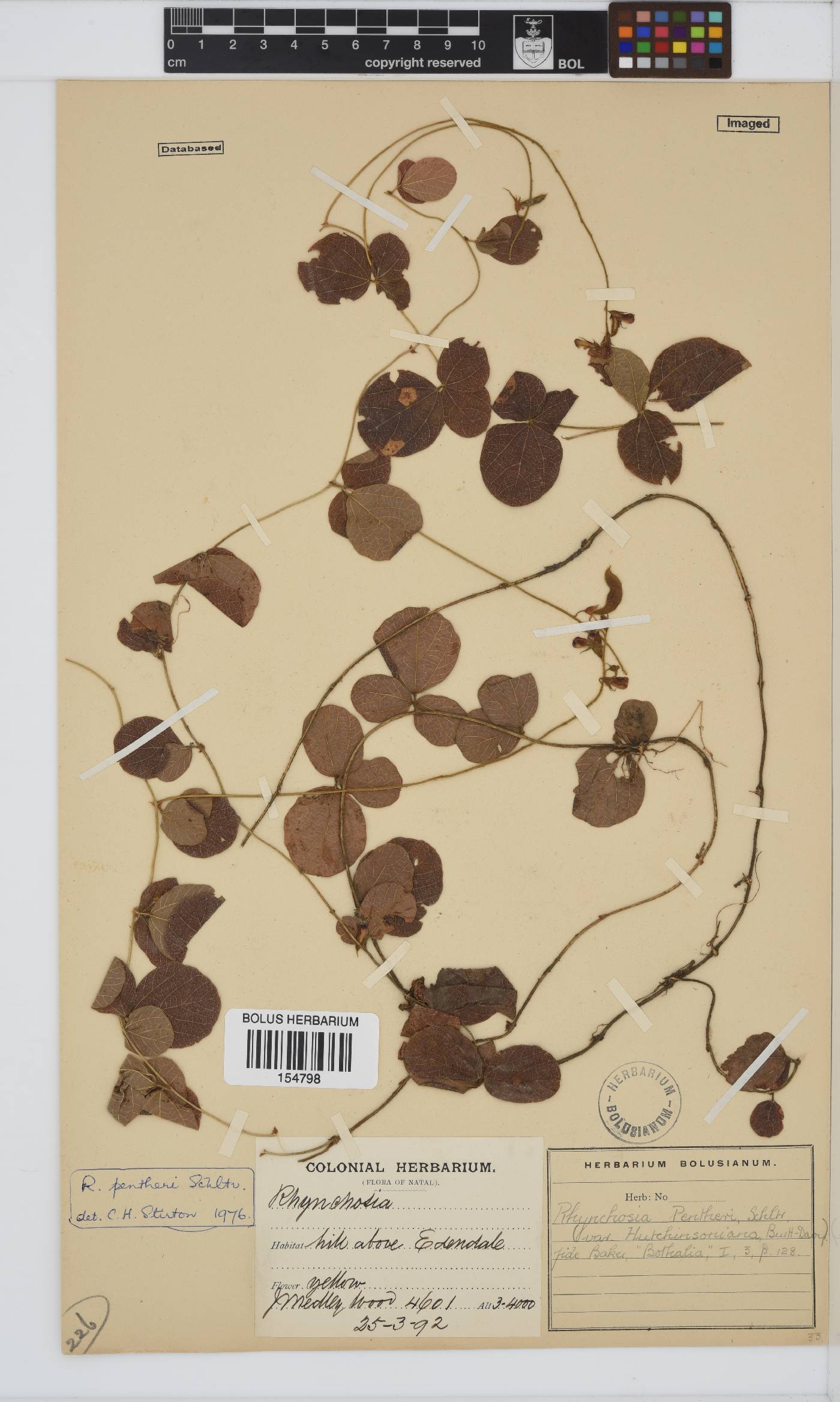 Rhynchosia pentheri var. hutchinsoniana image