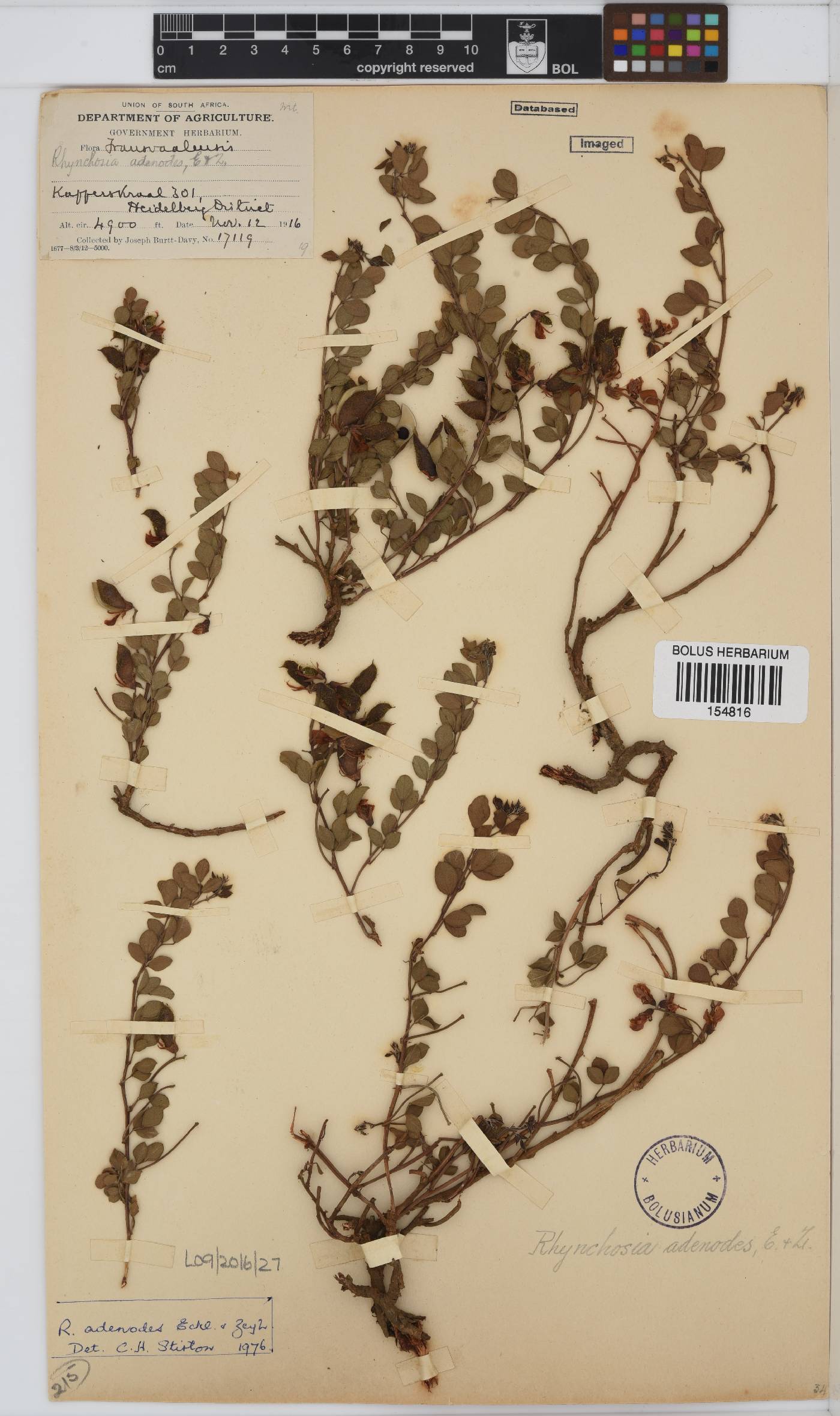 Rhynchosia adenodes image