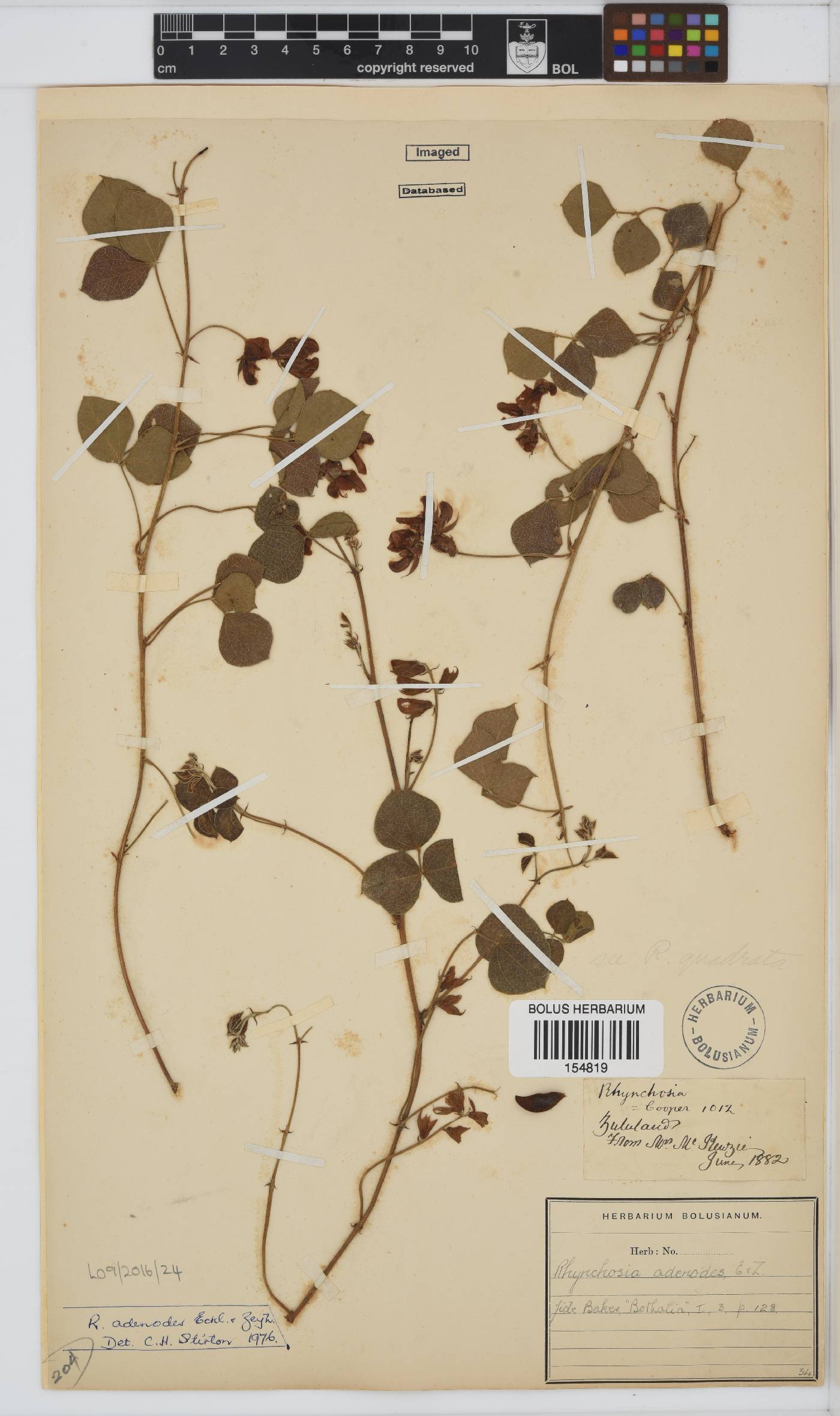 Rhynchosia adenodes image