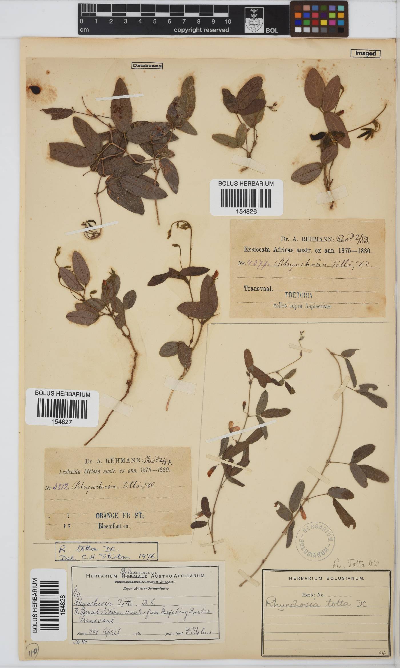 Rhynchosia totta image