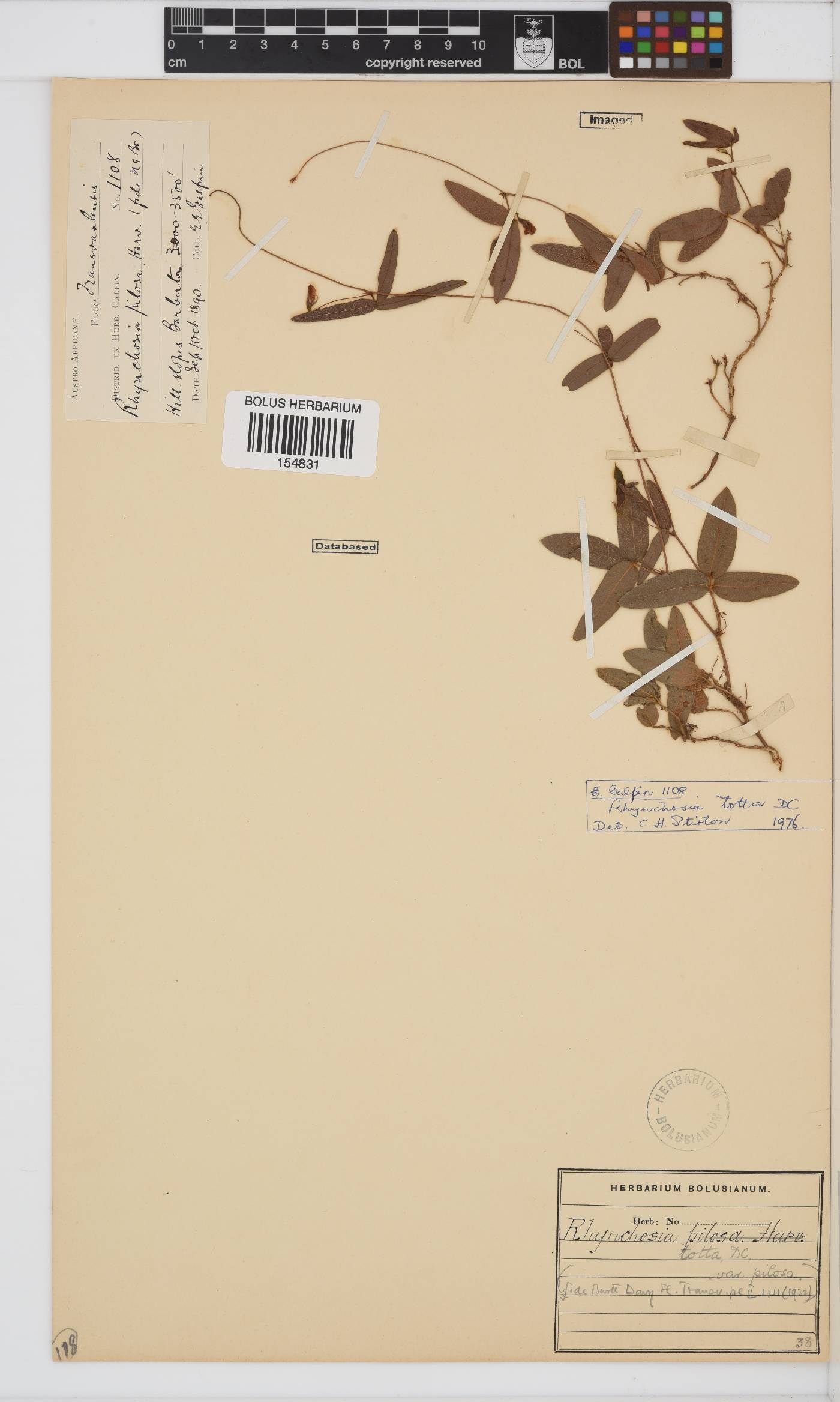 Rhynchosia image