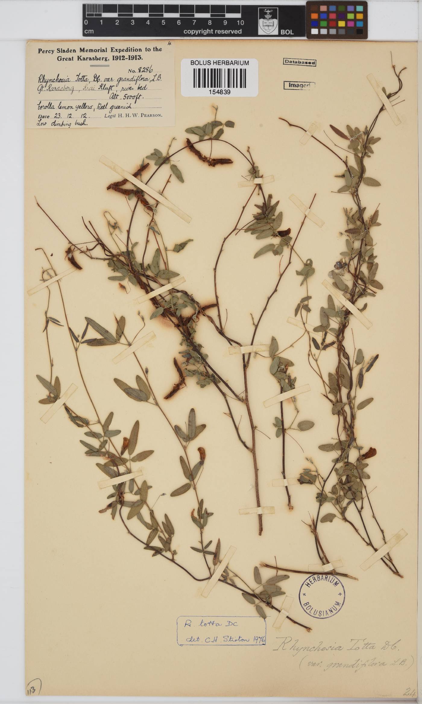 Rhynchosia totta image