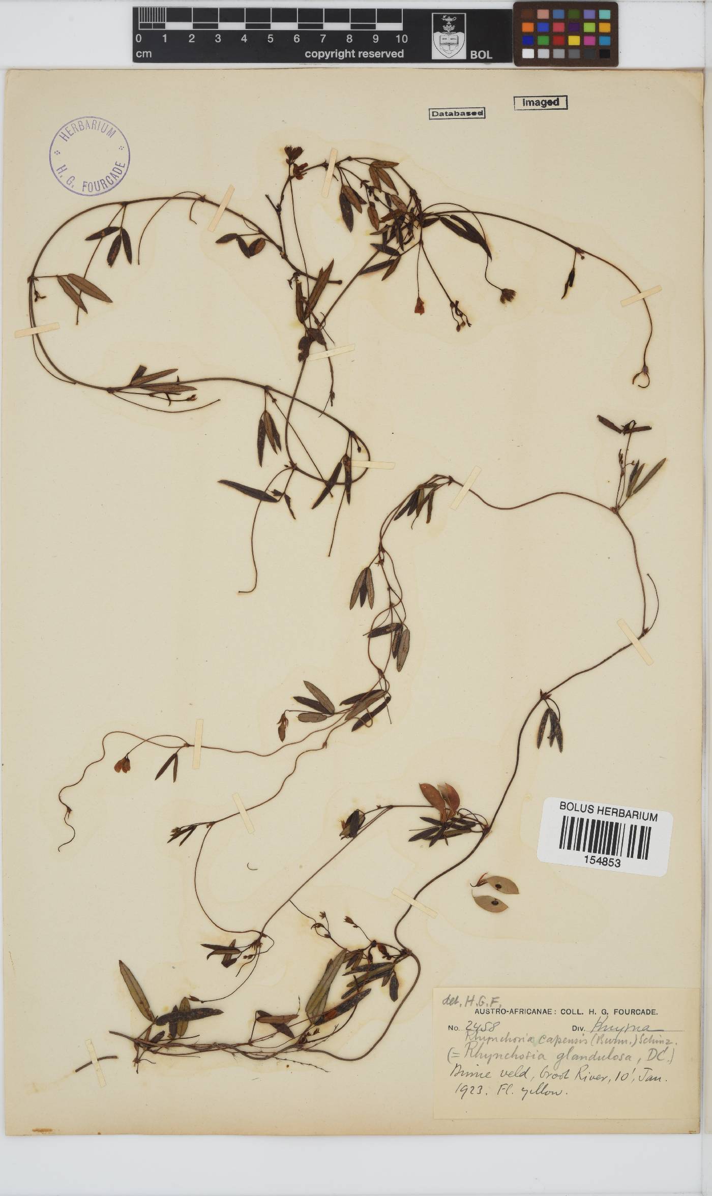 Rhynchosia image