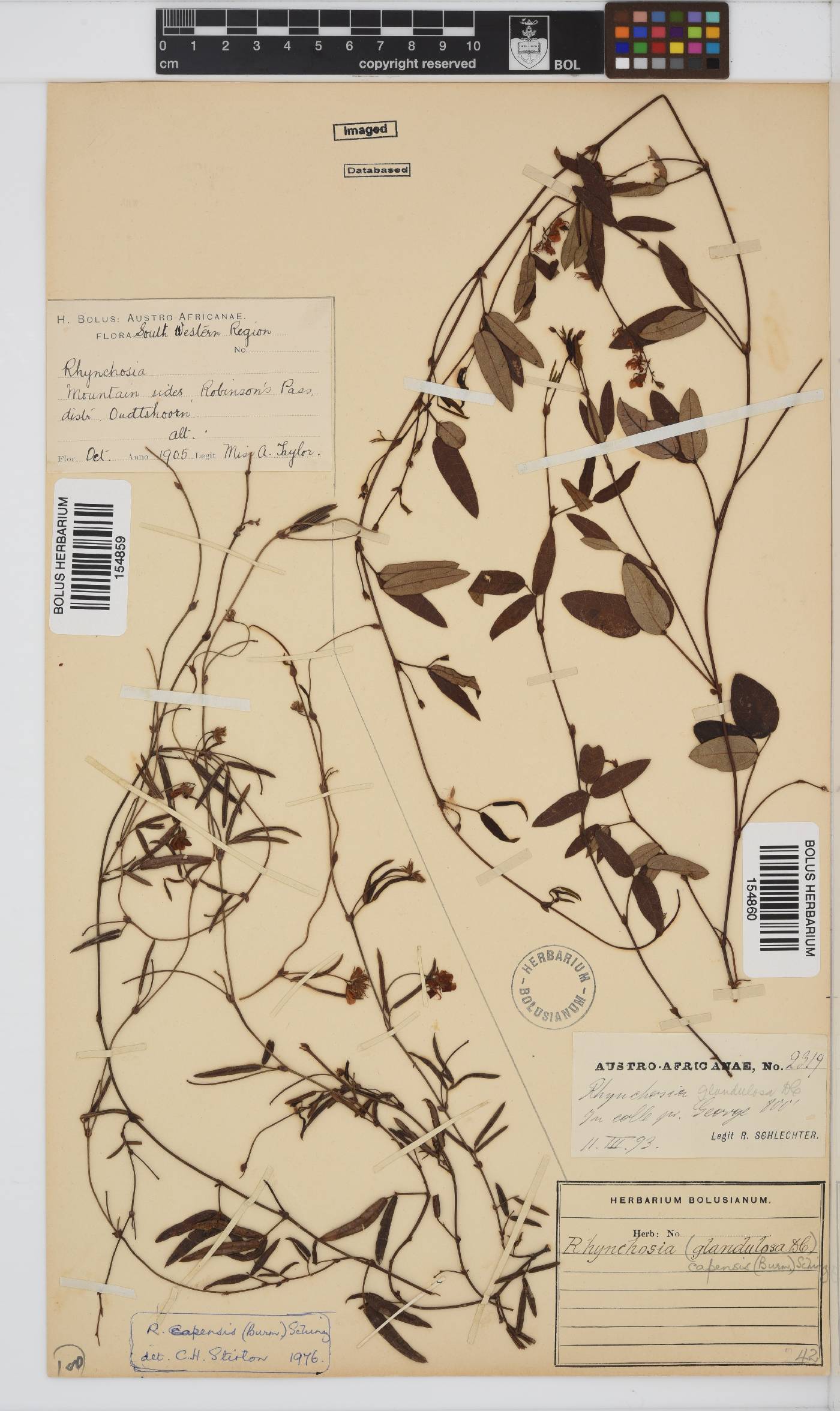 Rhynchosia capensis image