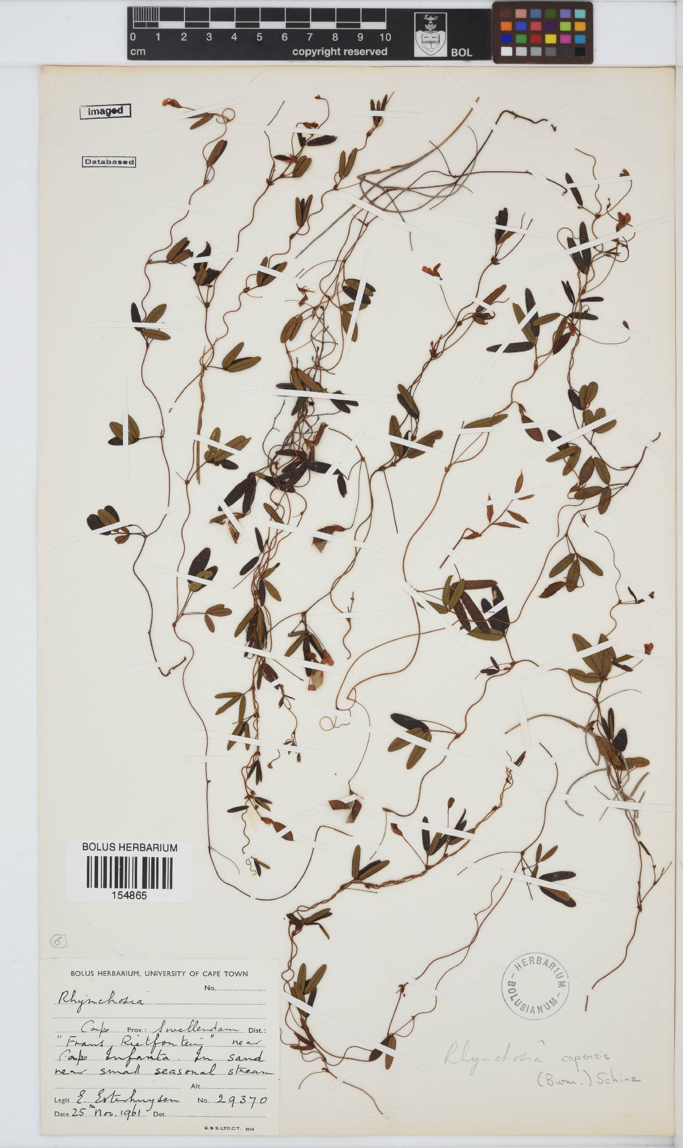 Rhynchosia capensis image