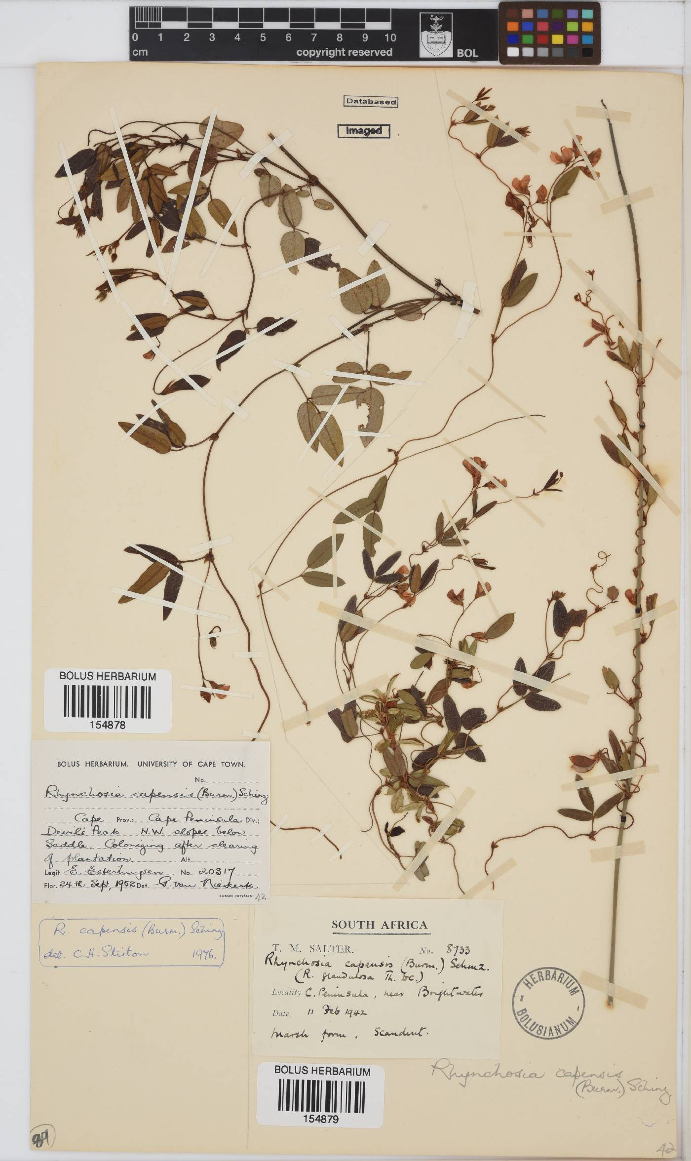 Rhynchosia capensis image