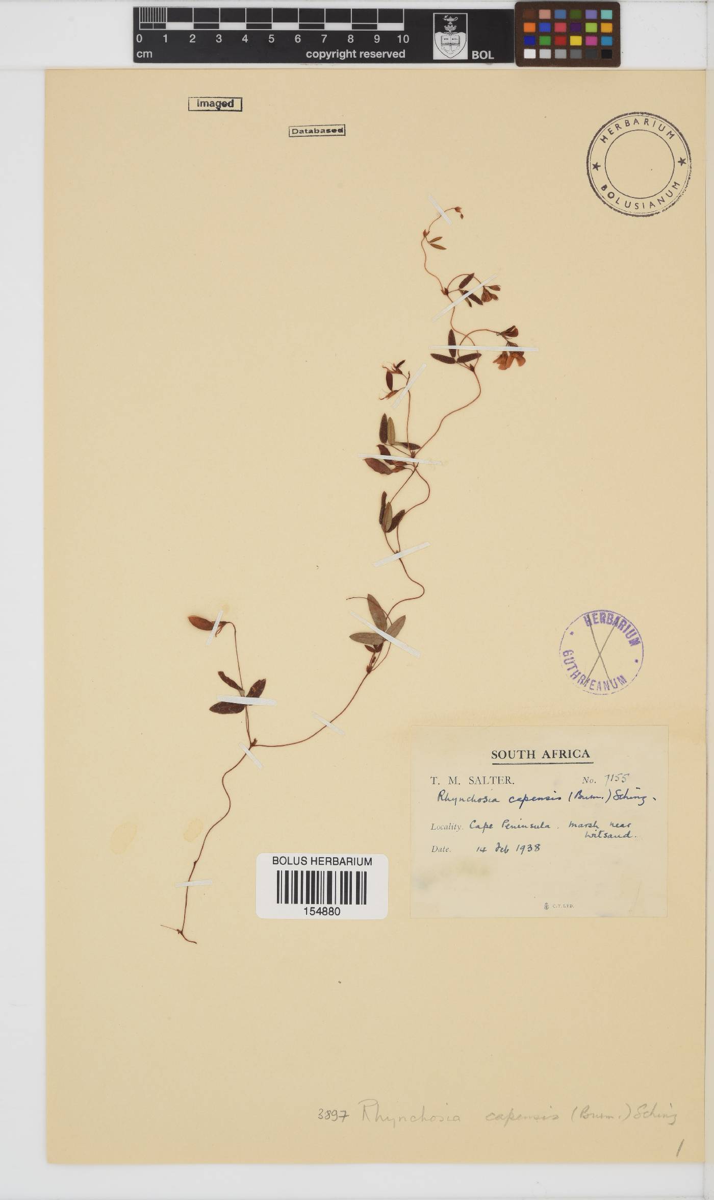 Rhynchosia capensis image