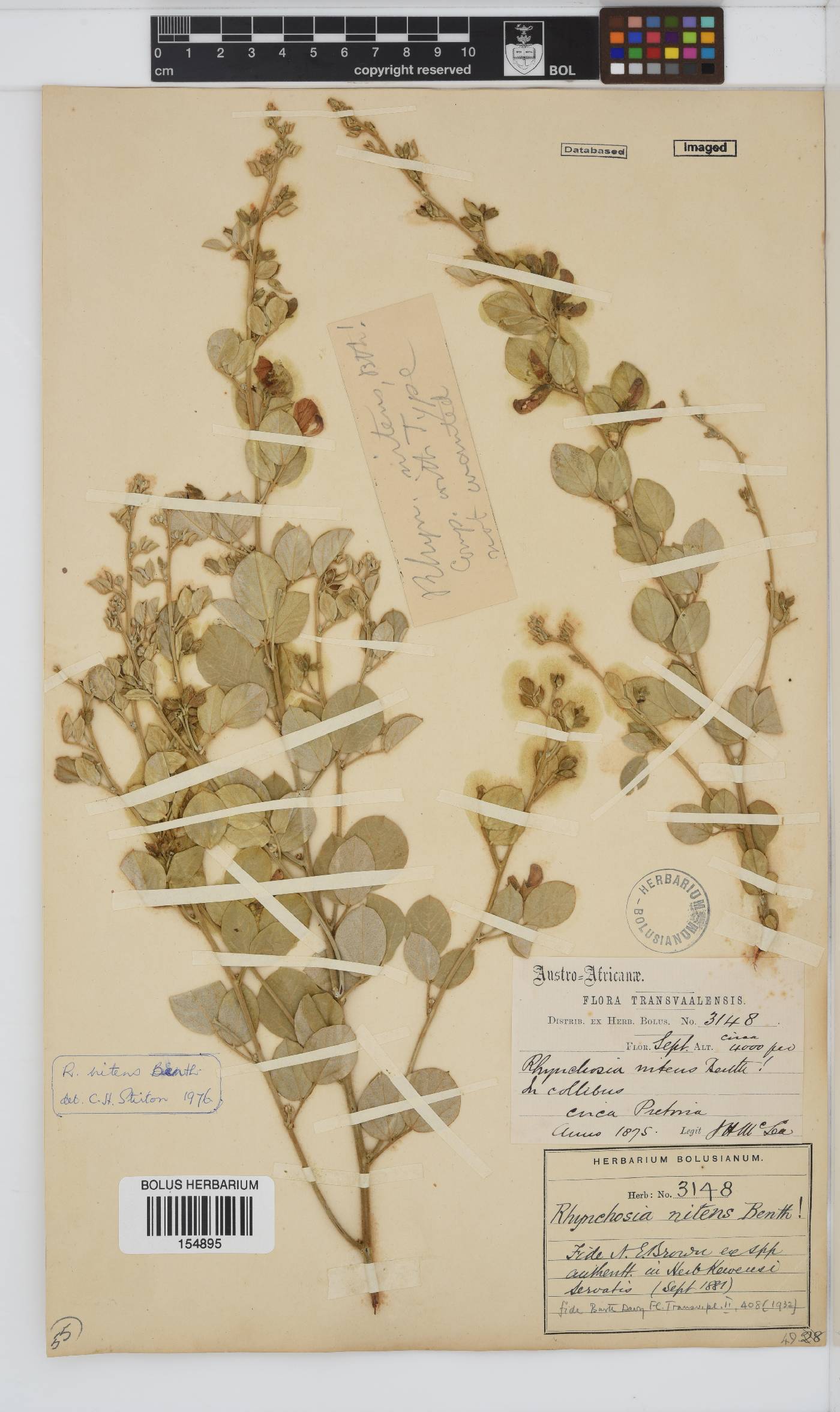 Rhynchosia nitens image