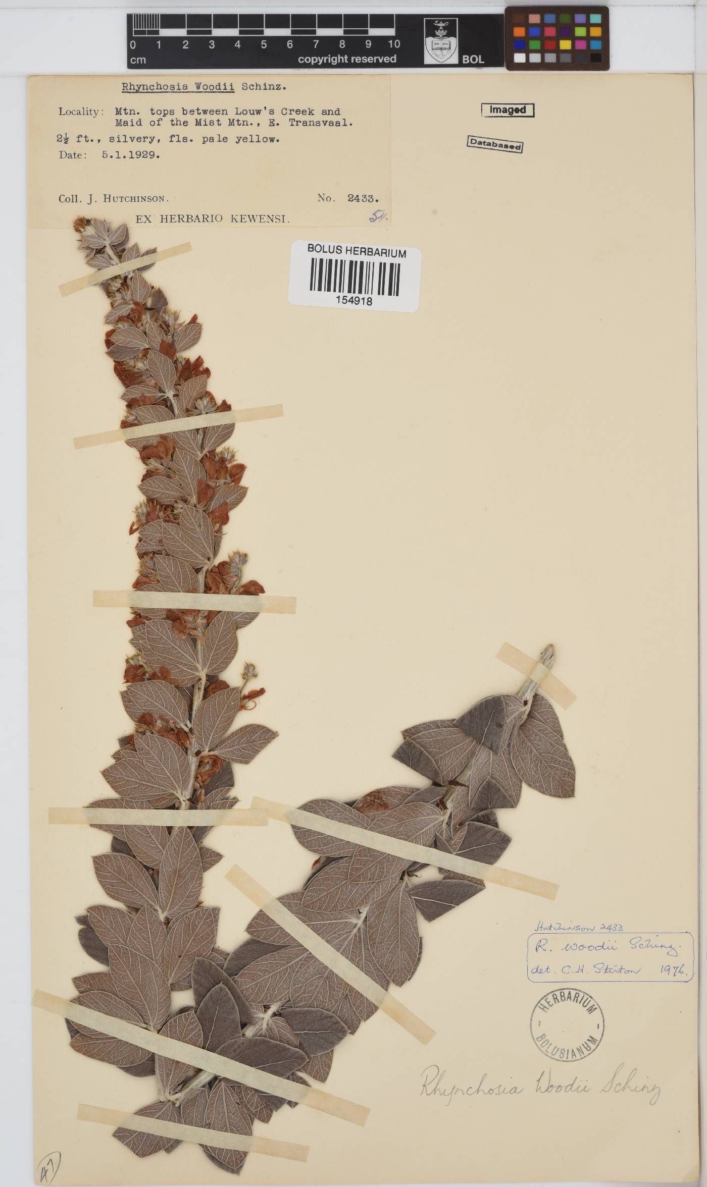 Rhynchosia woodii image