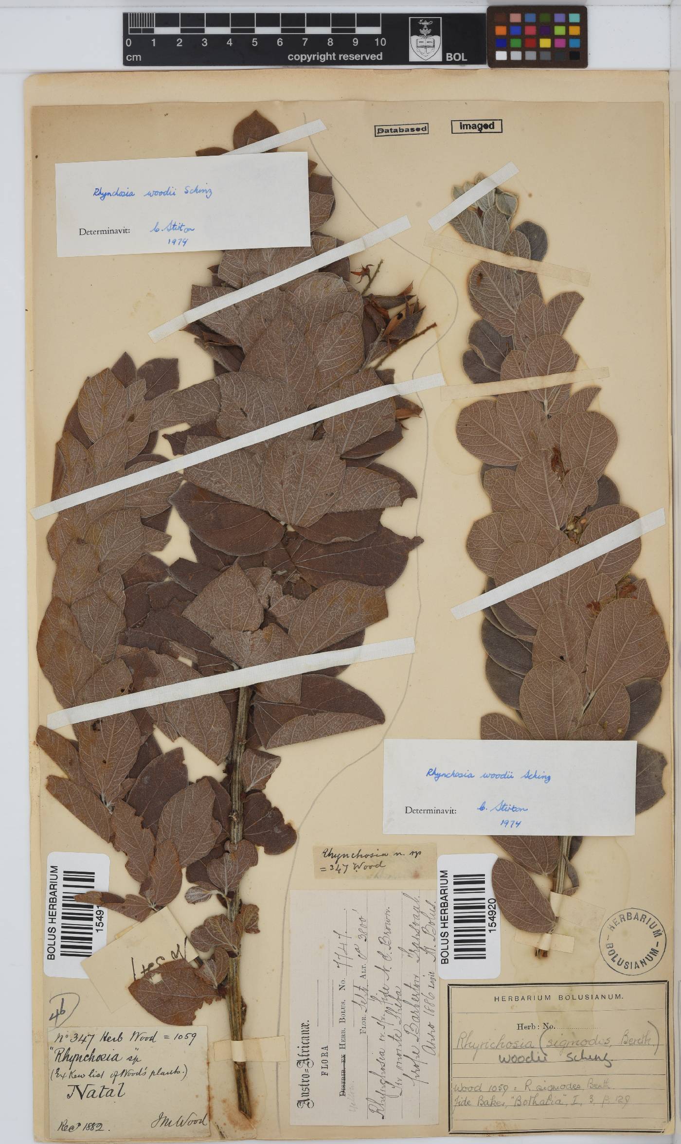 Rhynchosia woodii image