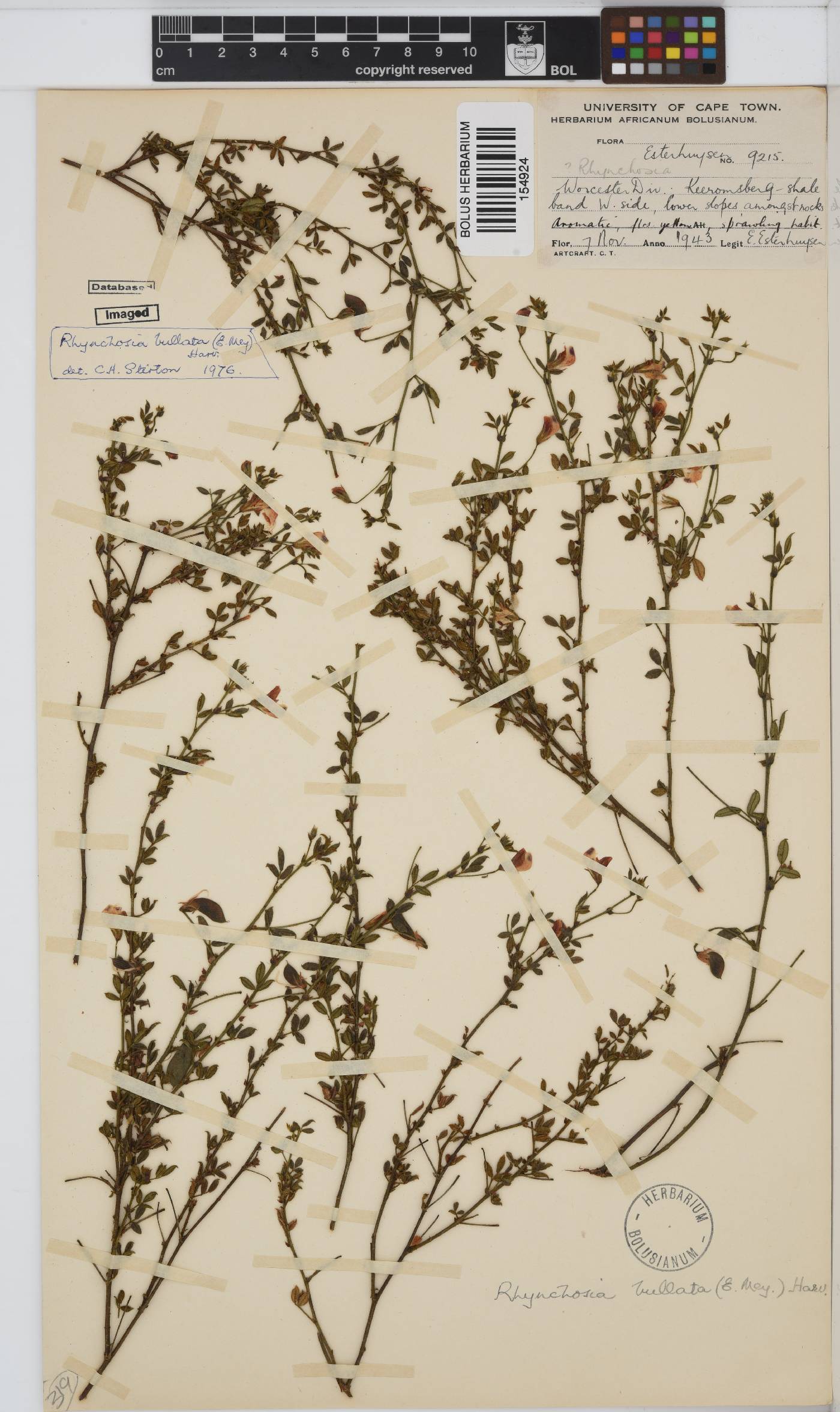 Rhynchosia bullata image