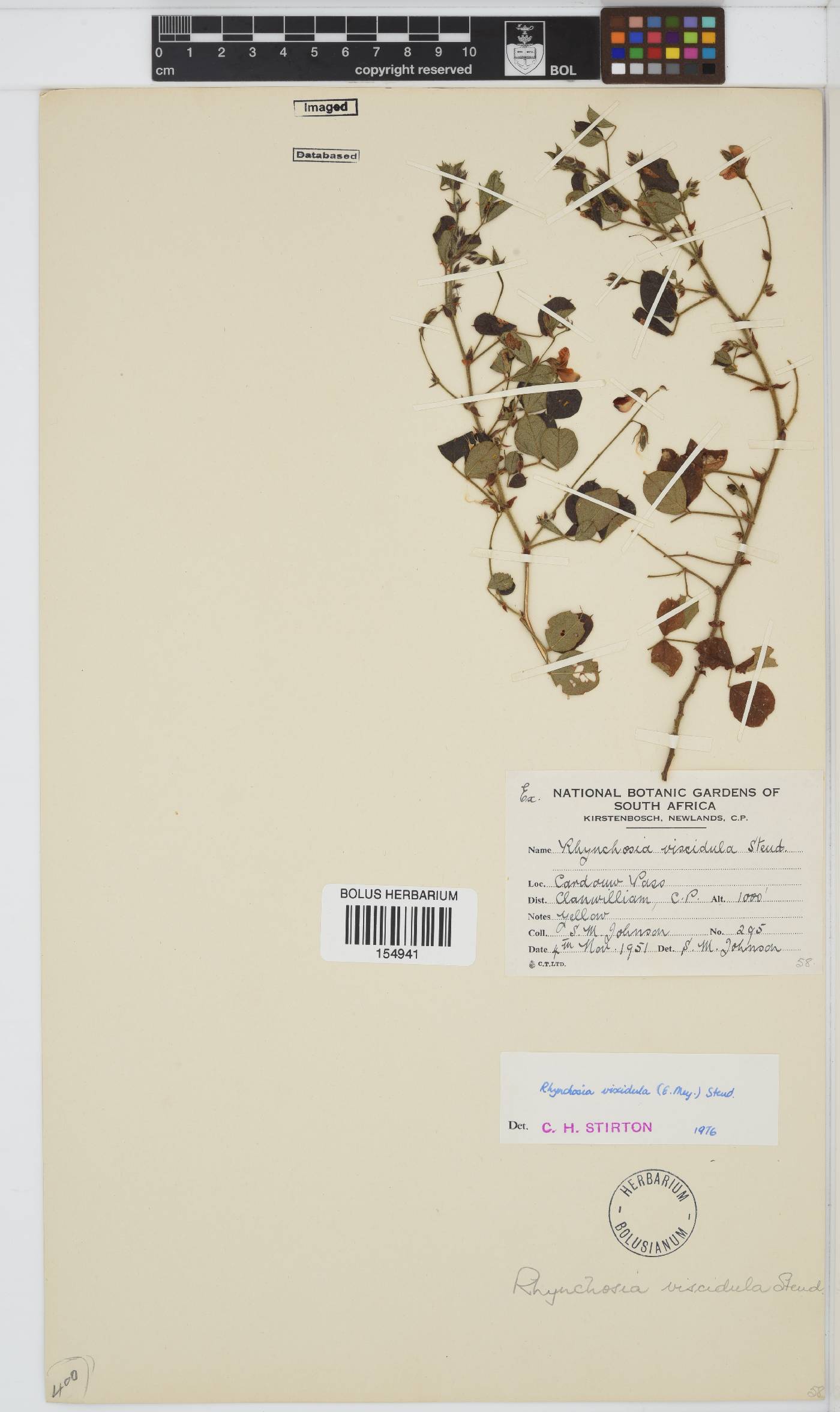 Rhynchosia viscidula image