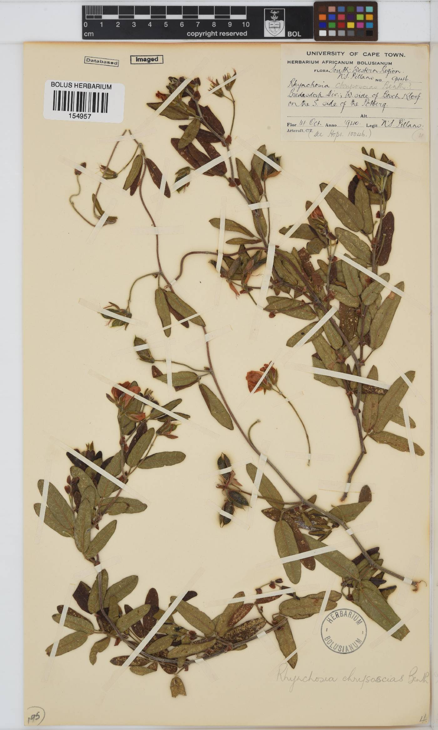 Rhynchosia image