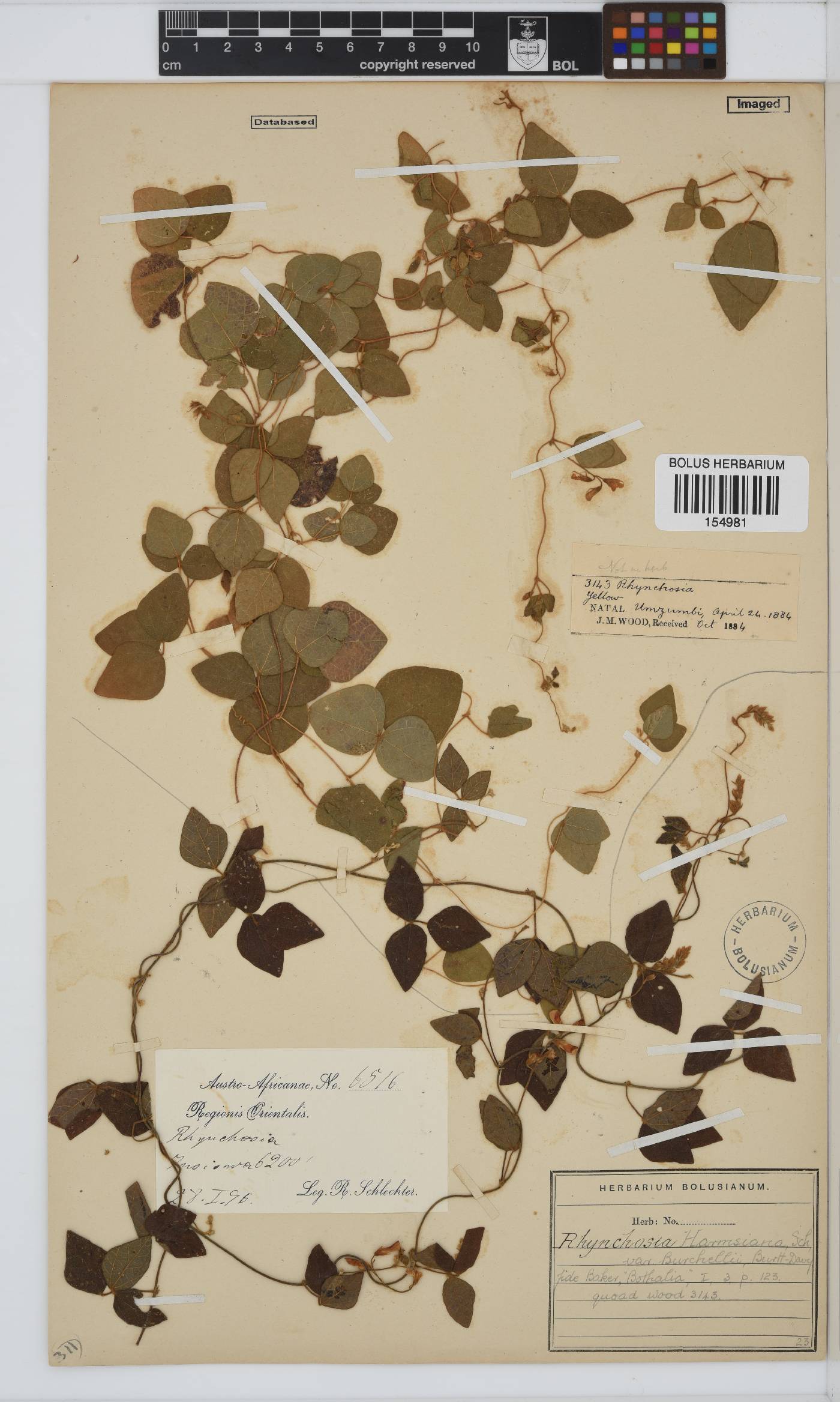 Rhynchosia image