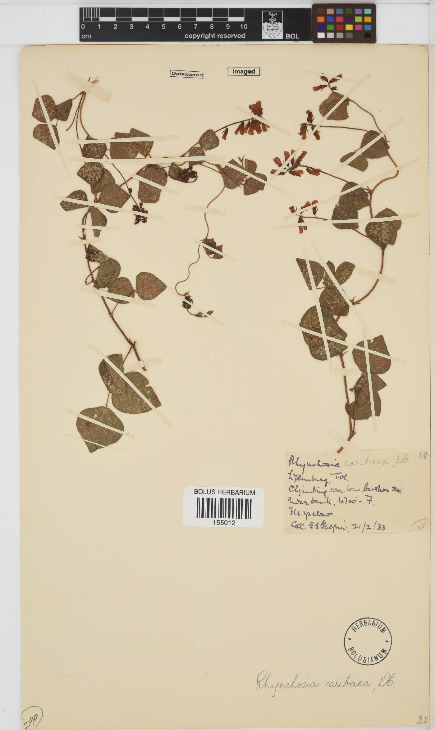 Rhynchosia image