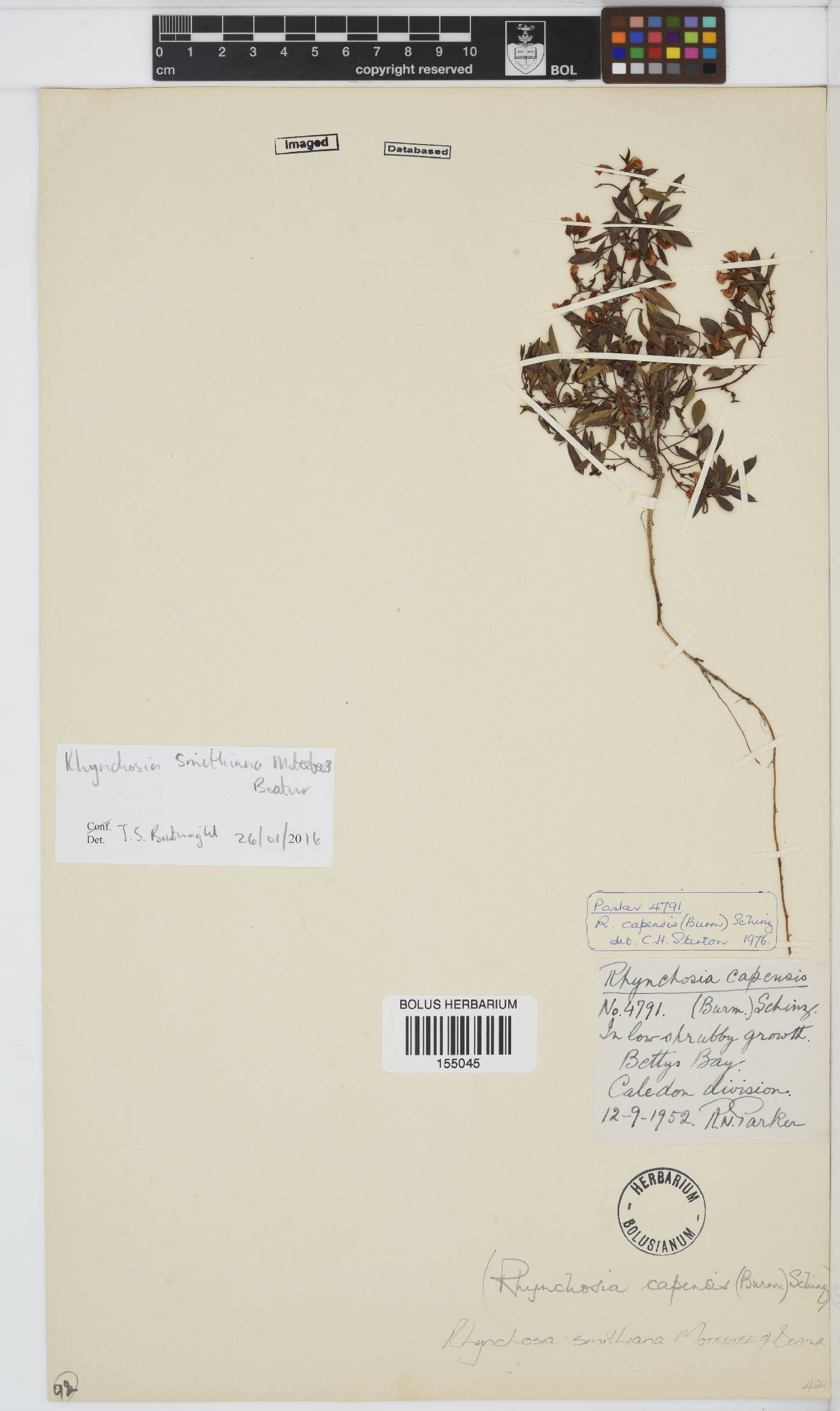 Rhynchosia smithiana image