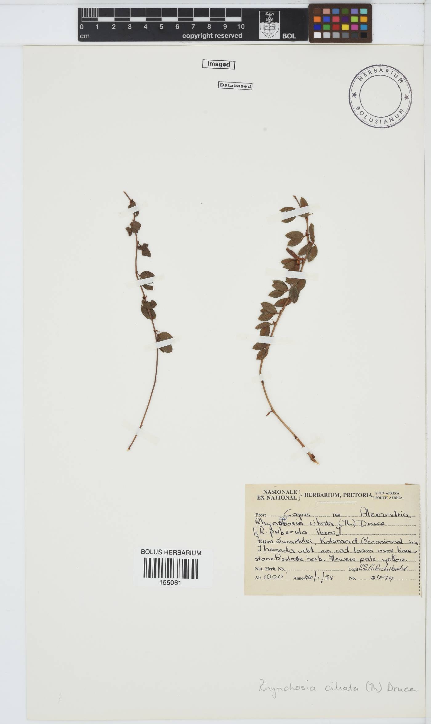 Rhynchosia ciliata image