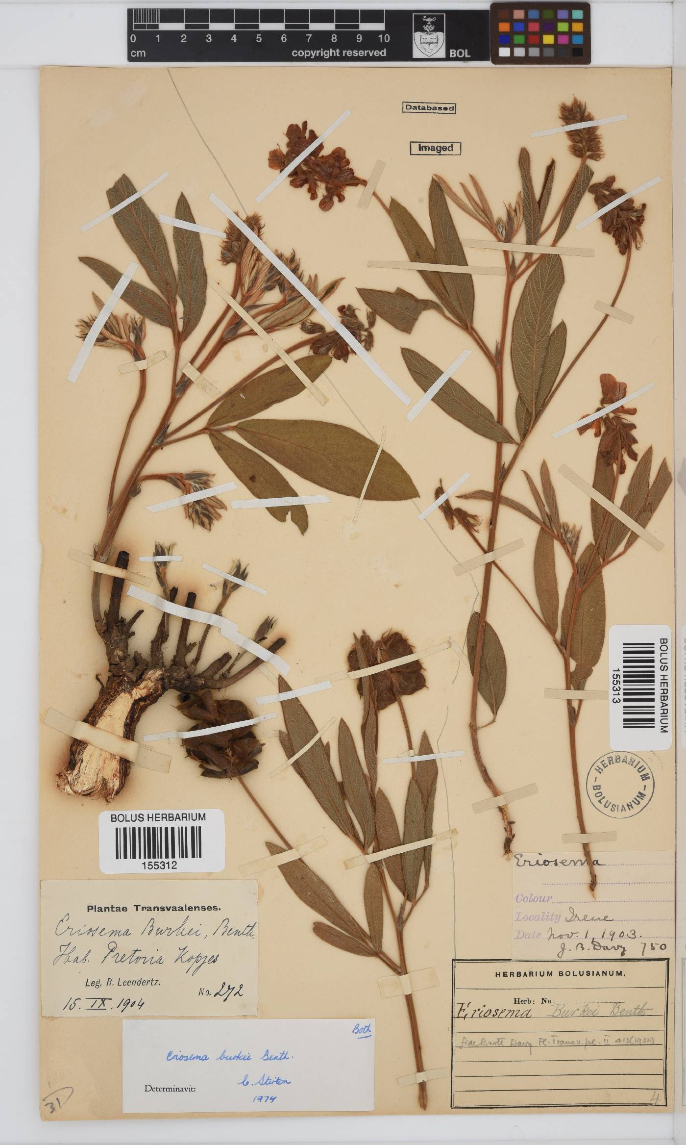 Eriosema burkei image