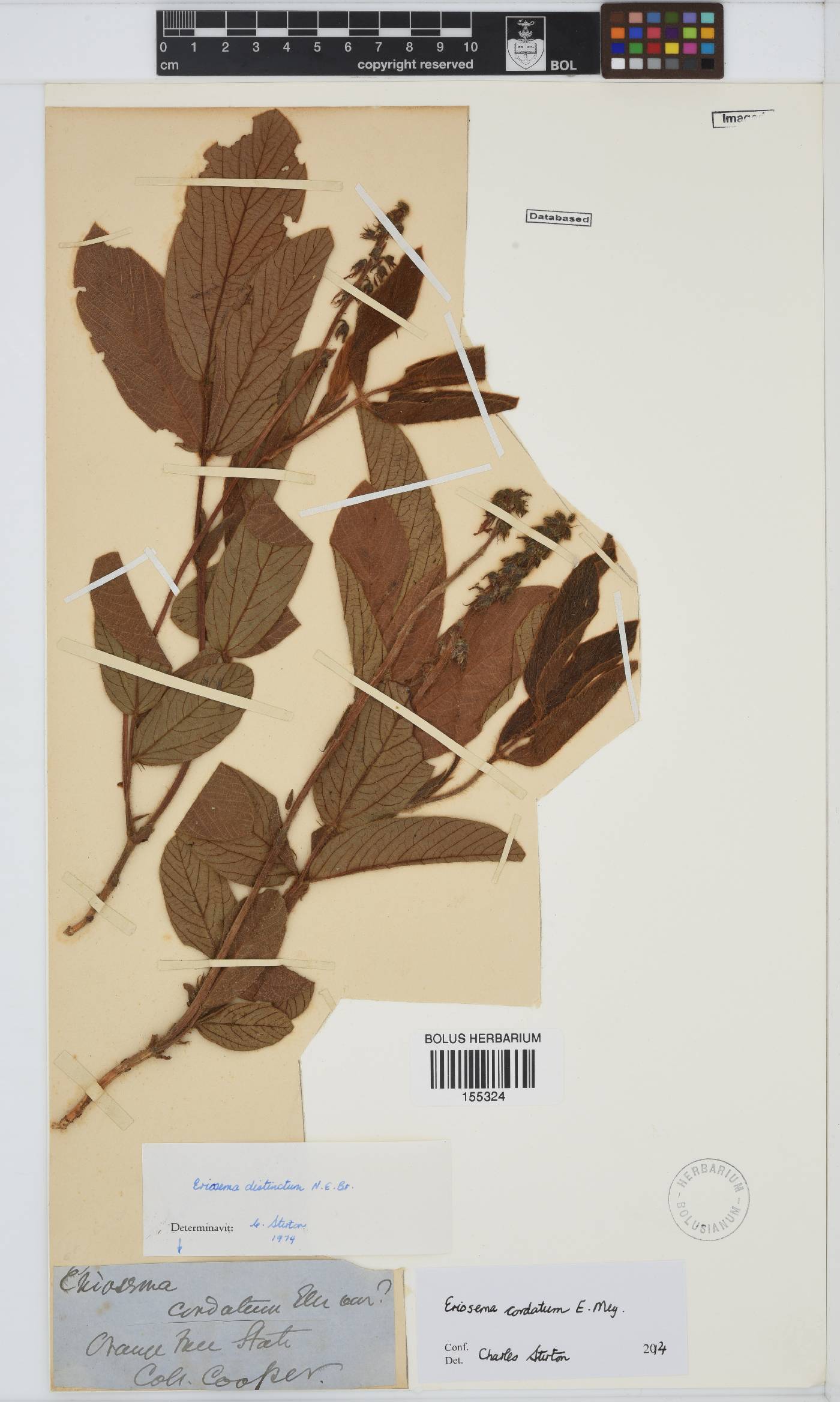 Eriosema cordatum image