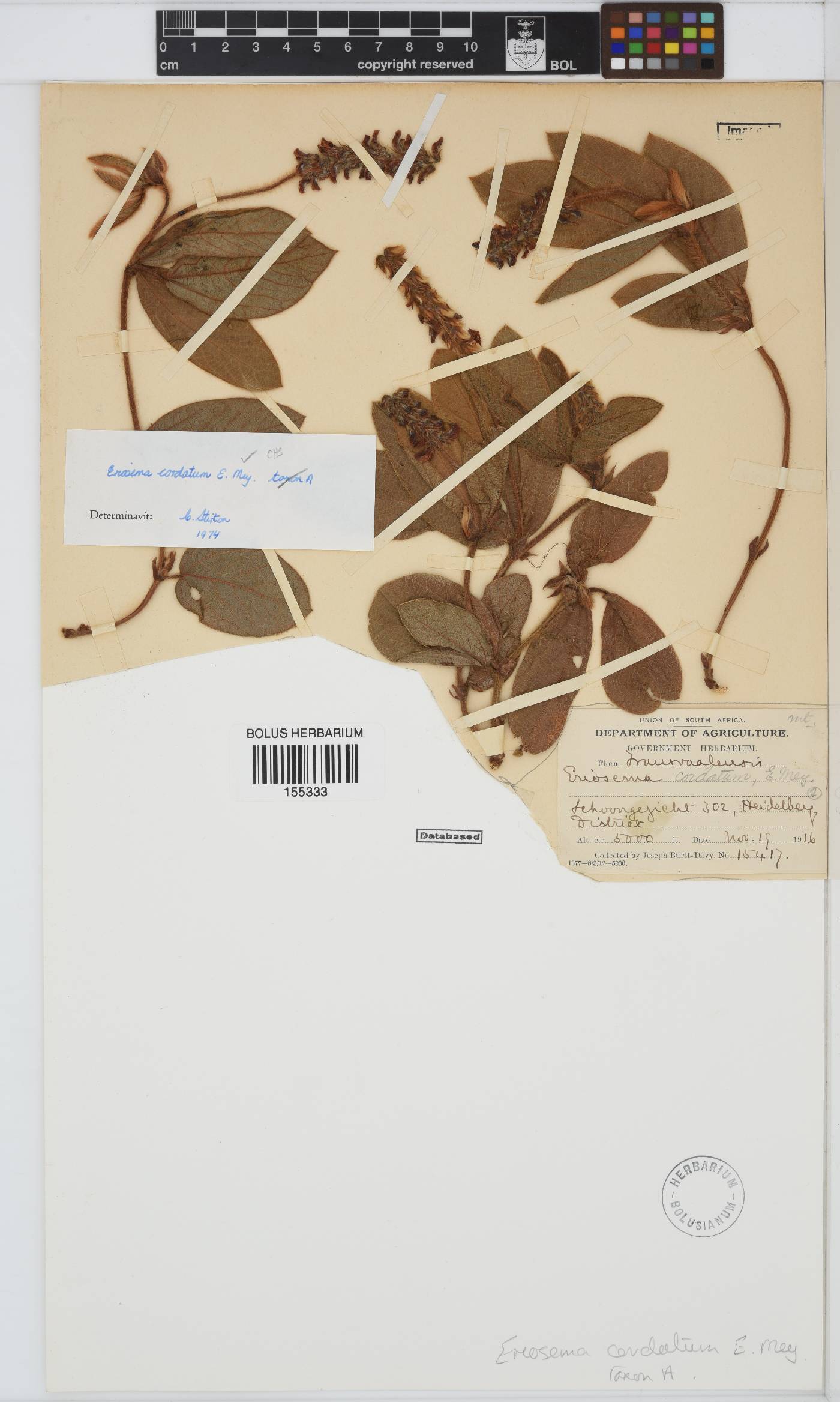 Eriosema cordatum image