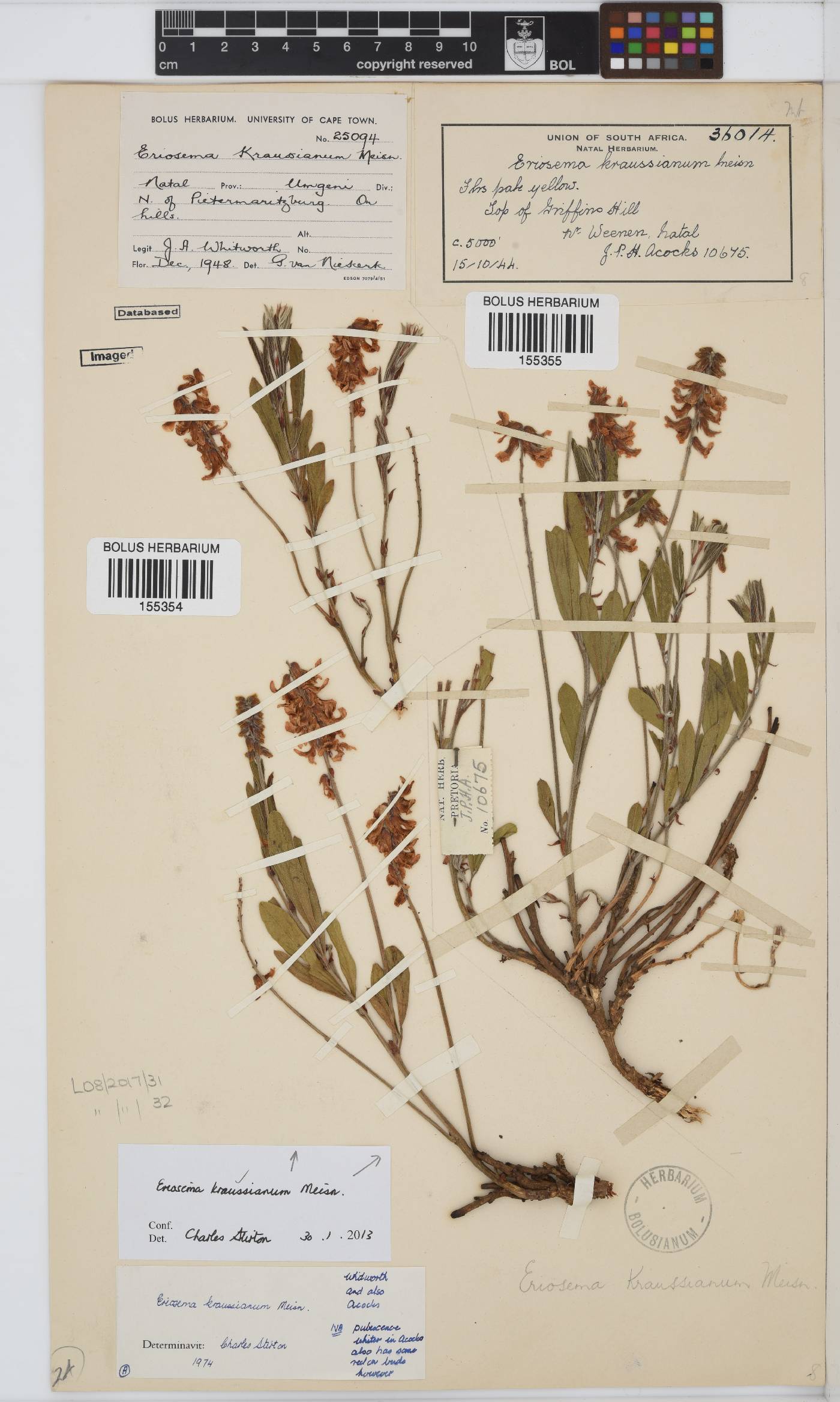 Eriosema kraussianum image