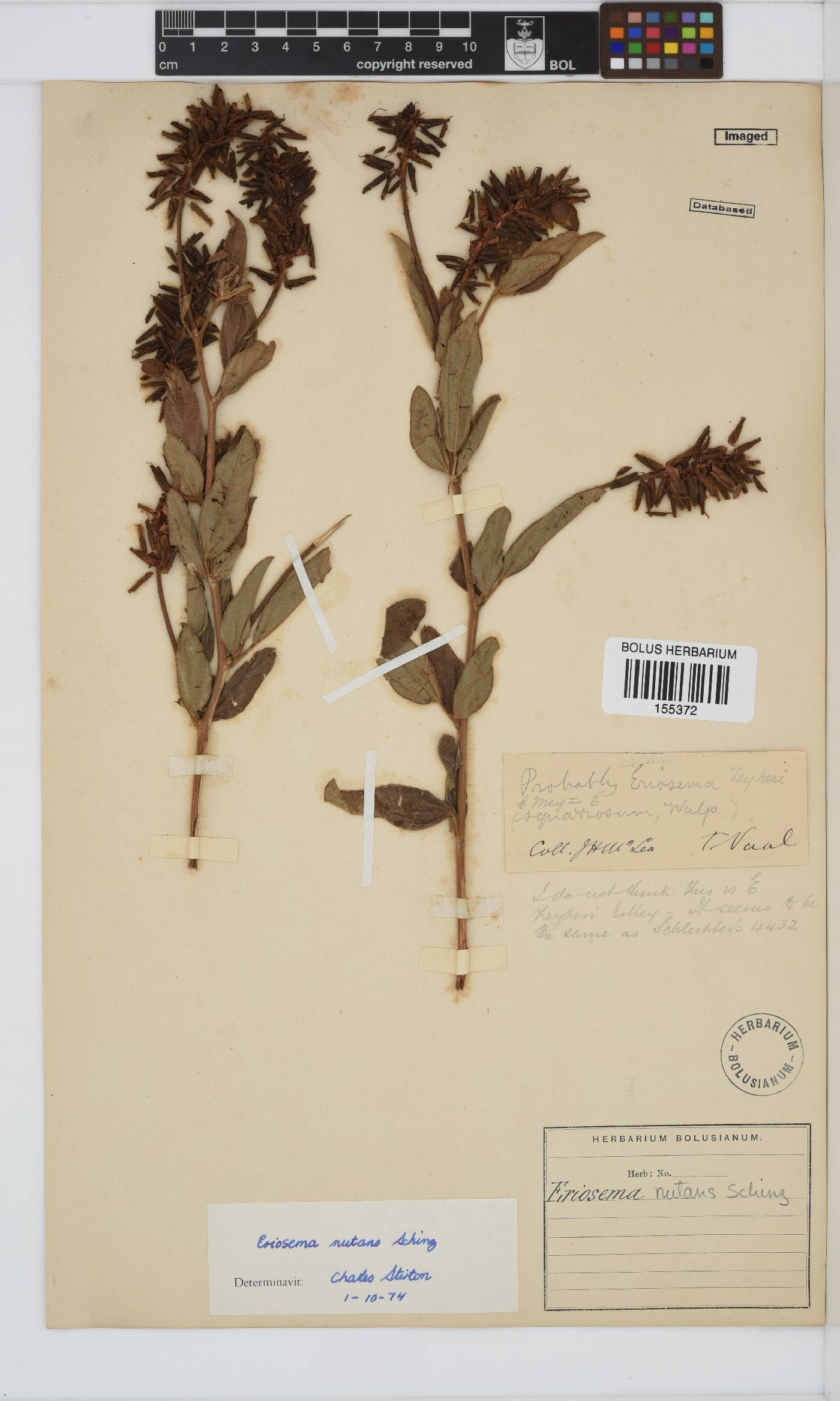 Eriosema nutans image