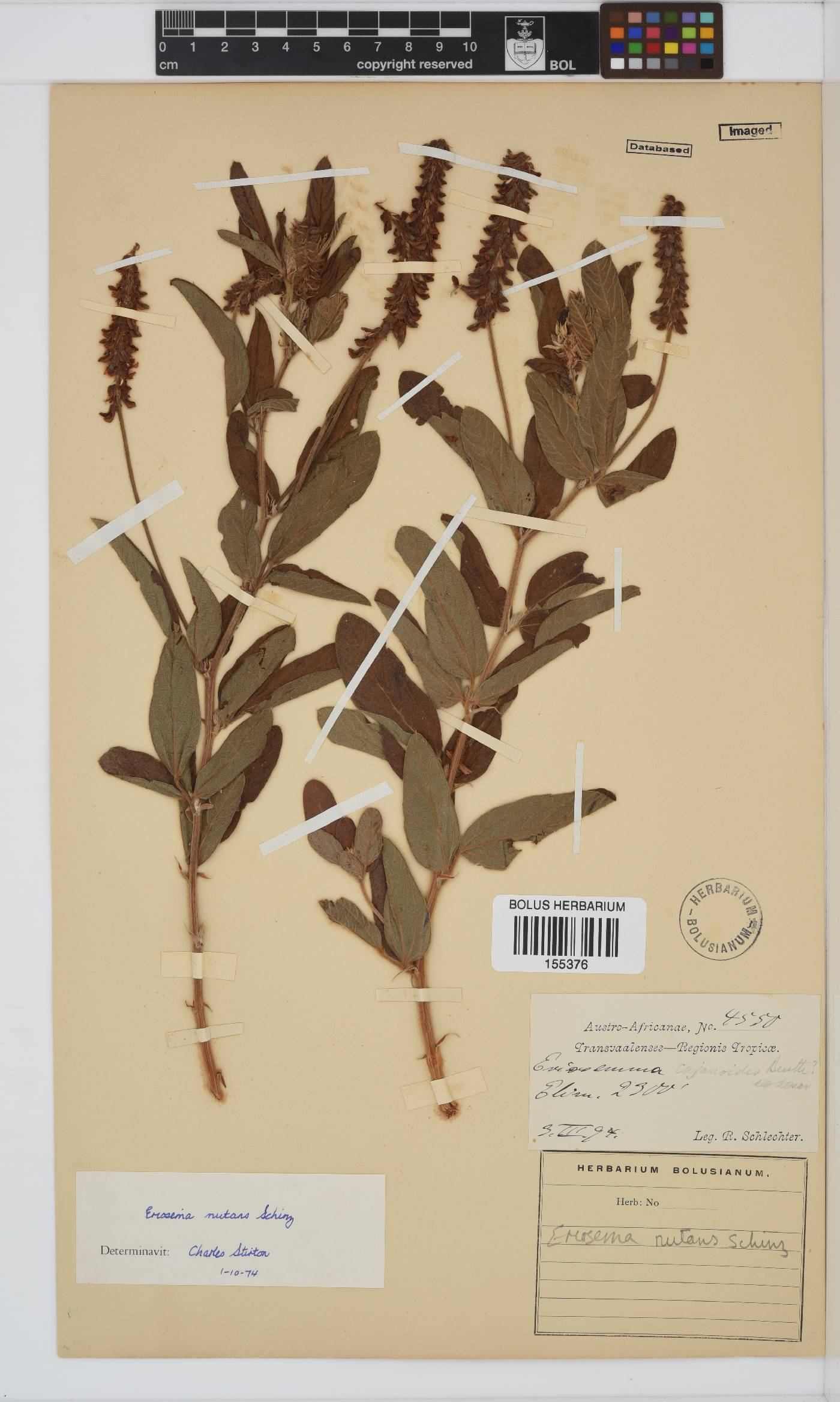 Eriosema nutans image