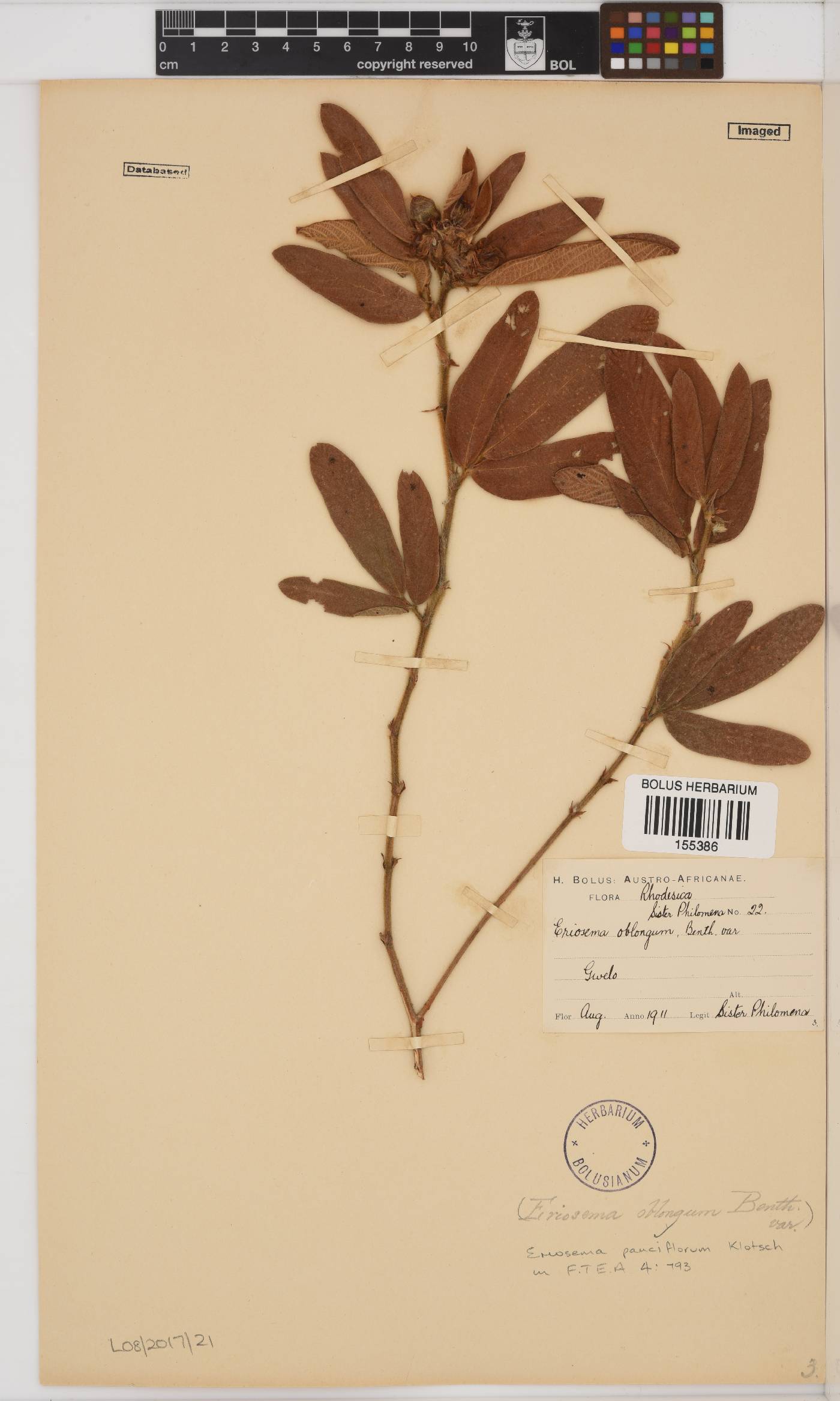 Eriosema pauciflorum image