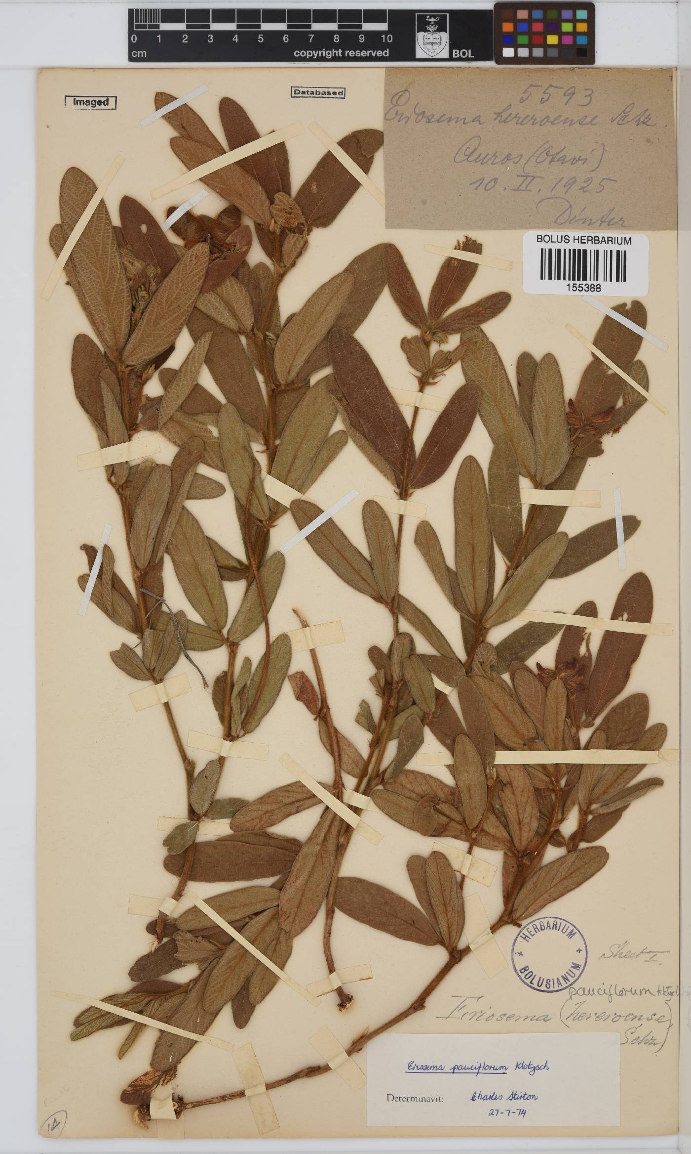 Eriosema pauciflorum image