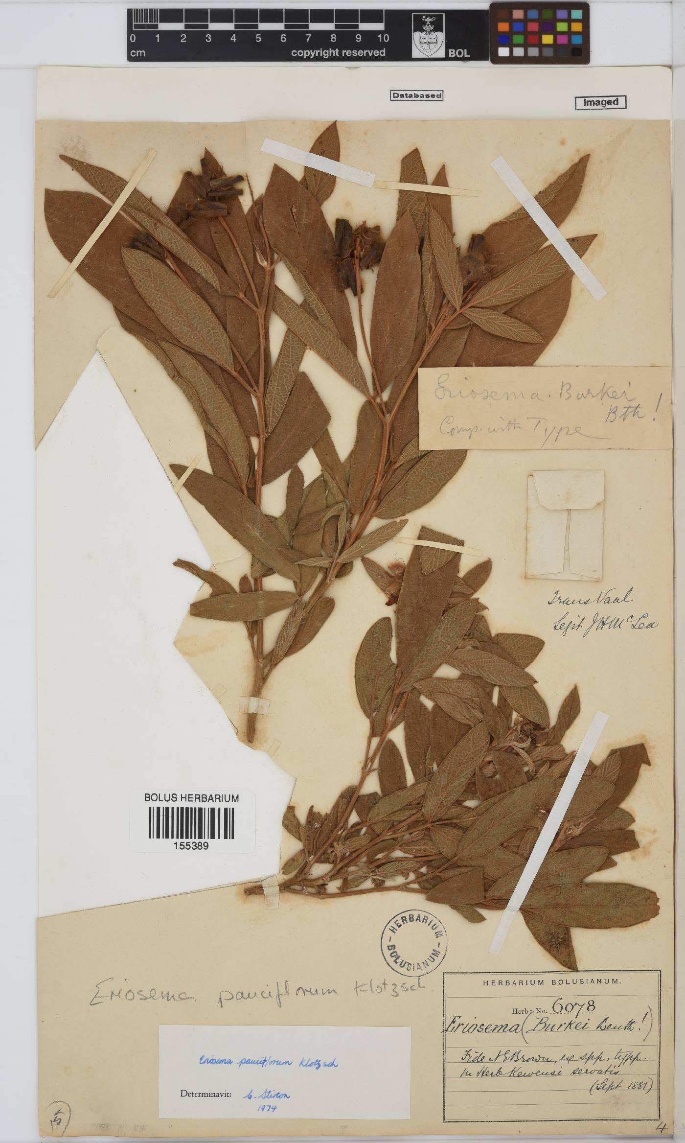 Eriosema pauciflorum image