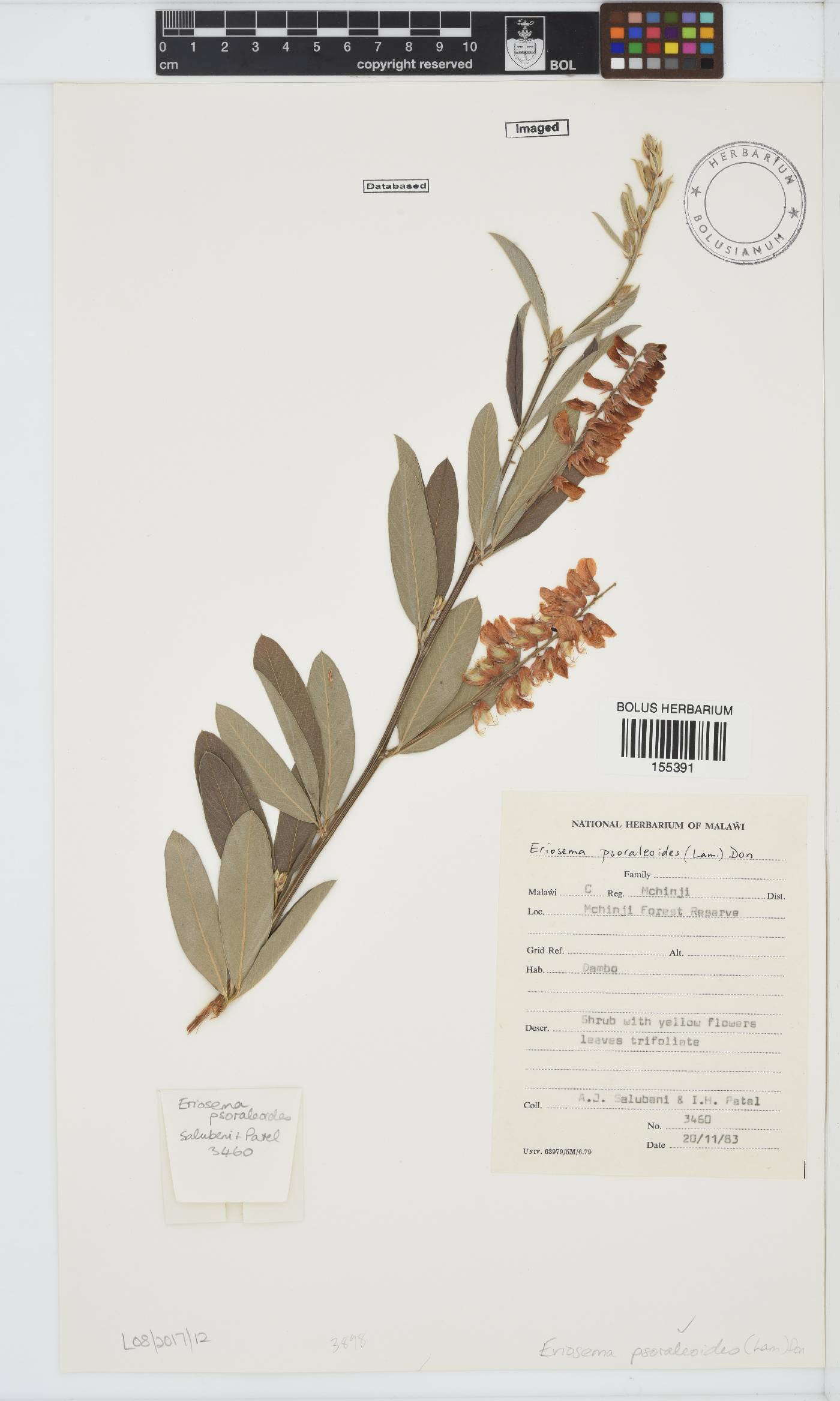 Eriosema psoraleoides image